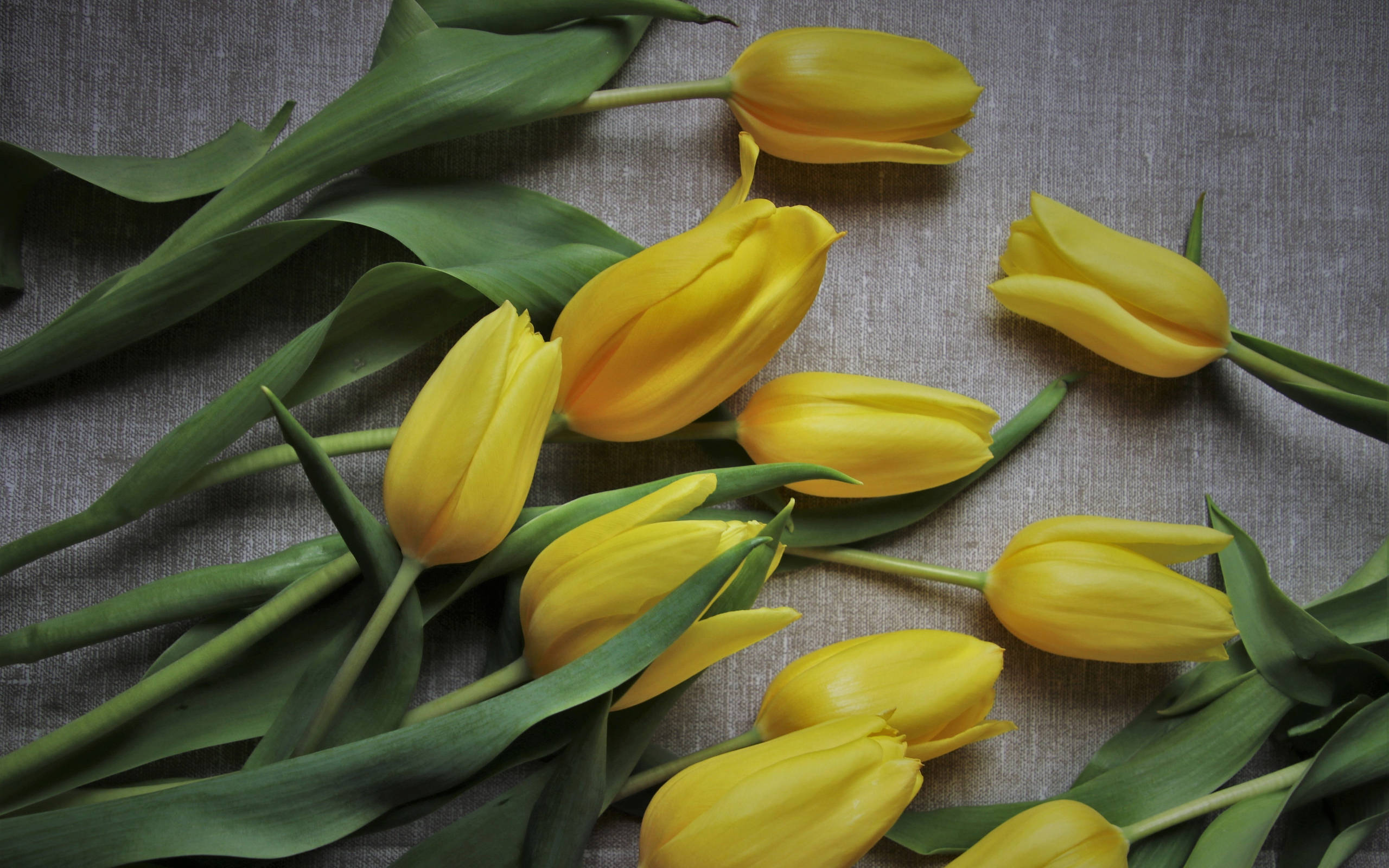 2k, yellow tulips, lush green stems, 2K Desktop Wallpaper