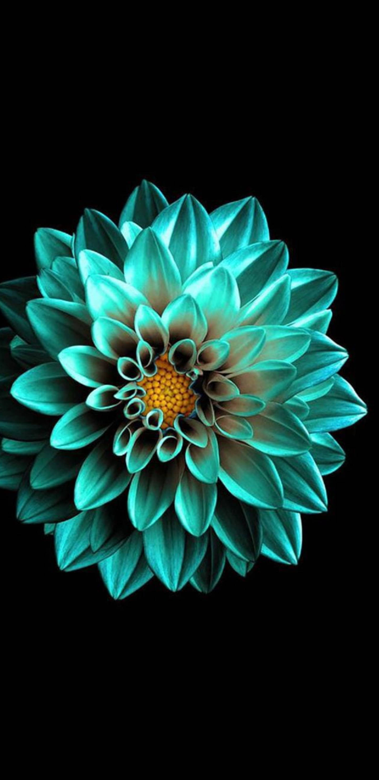 turquoise flower, 2k amoled, dahlia, 2K Phone Wallpaper
