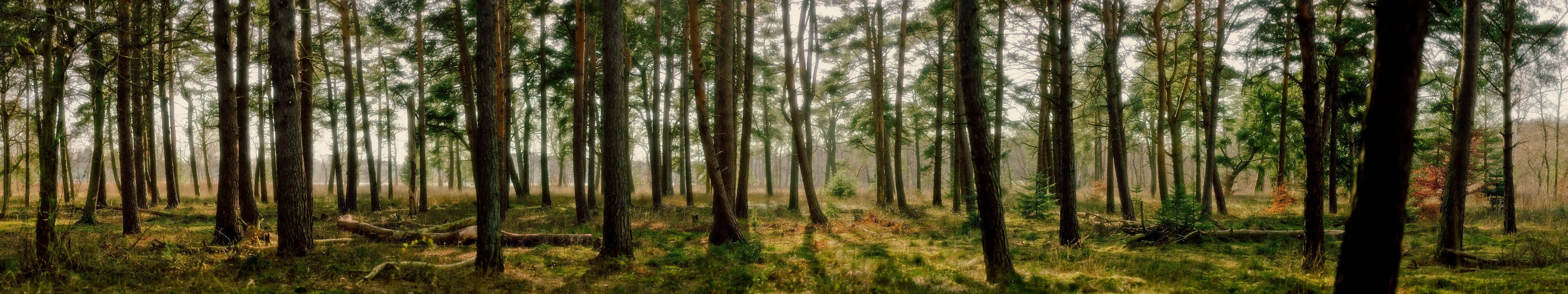 3 Monitor, forest, tall pine trees, 5K Desktop Wallpaper