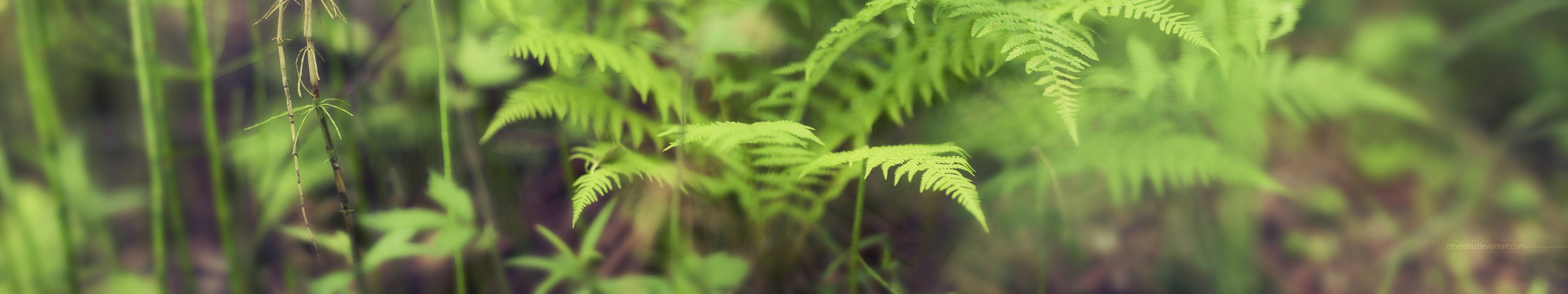 3 Monitor, fern leaves, sunlit forest floor, 5K Desktop Wallpaper