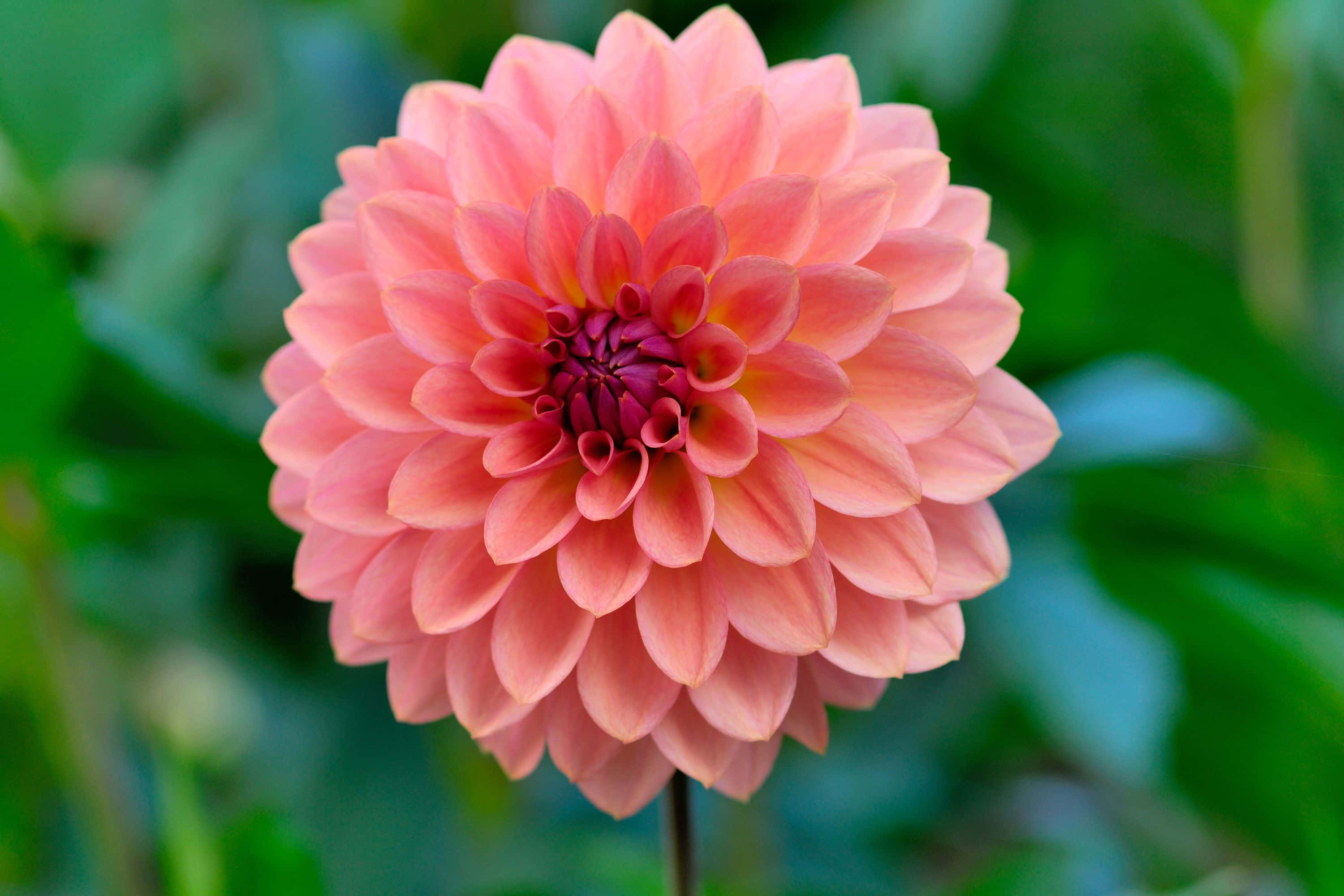 Scandinavian summer garden, golden hour, coral dahlia, 2K Desktop Wallpaper
