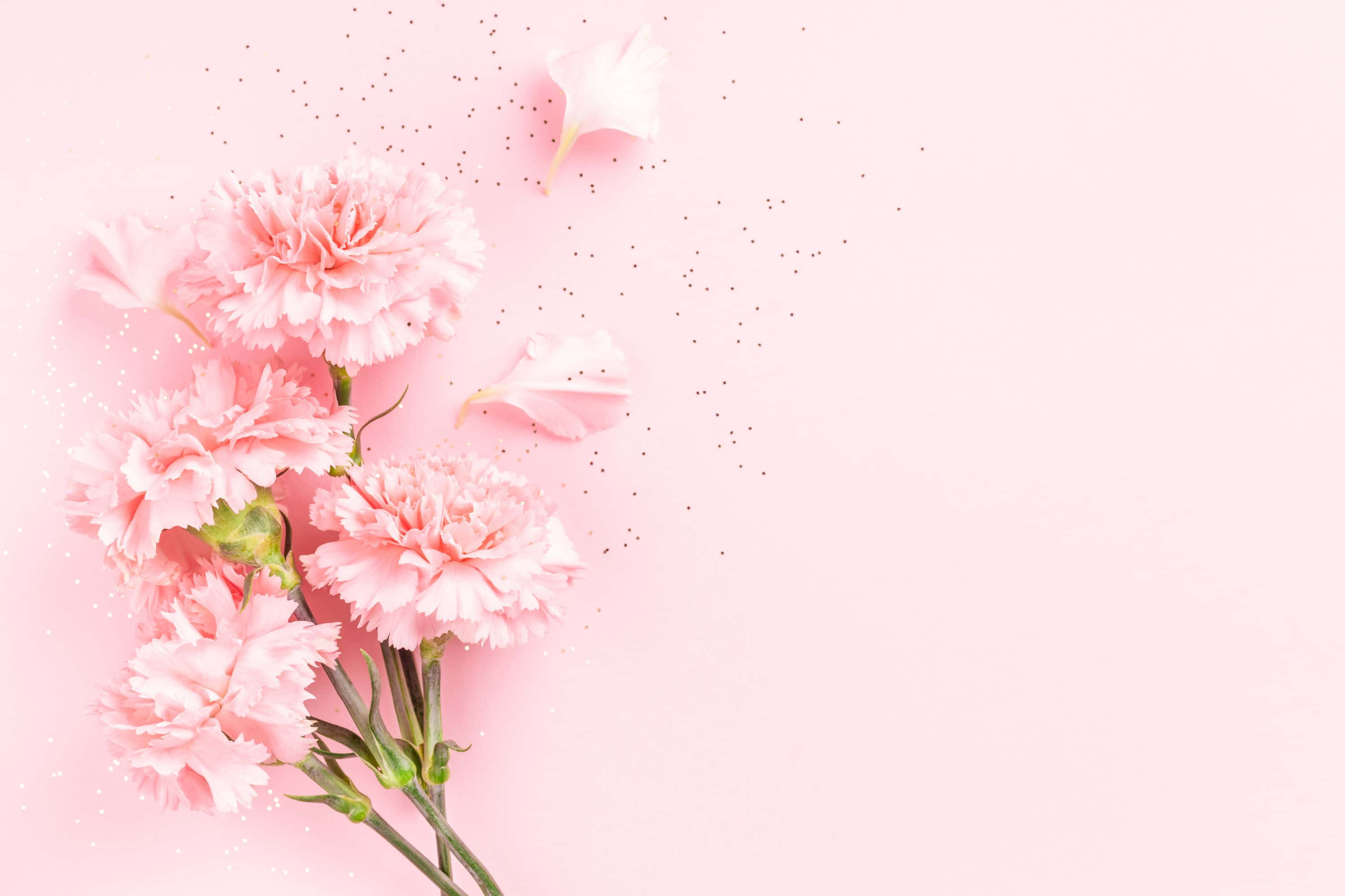 wildflowers, soft pink carnations, scattered petals, 2K Desktop Wallpaper