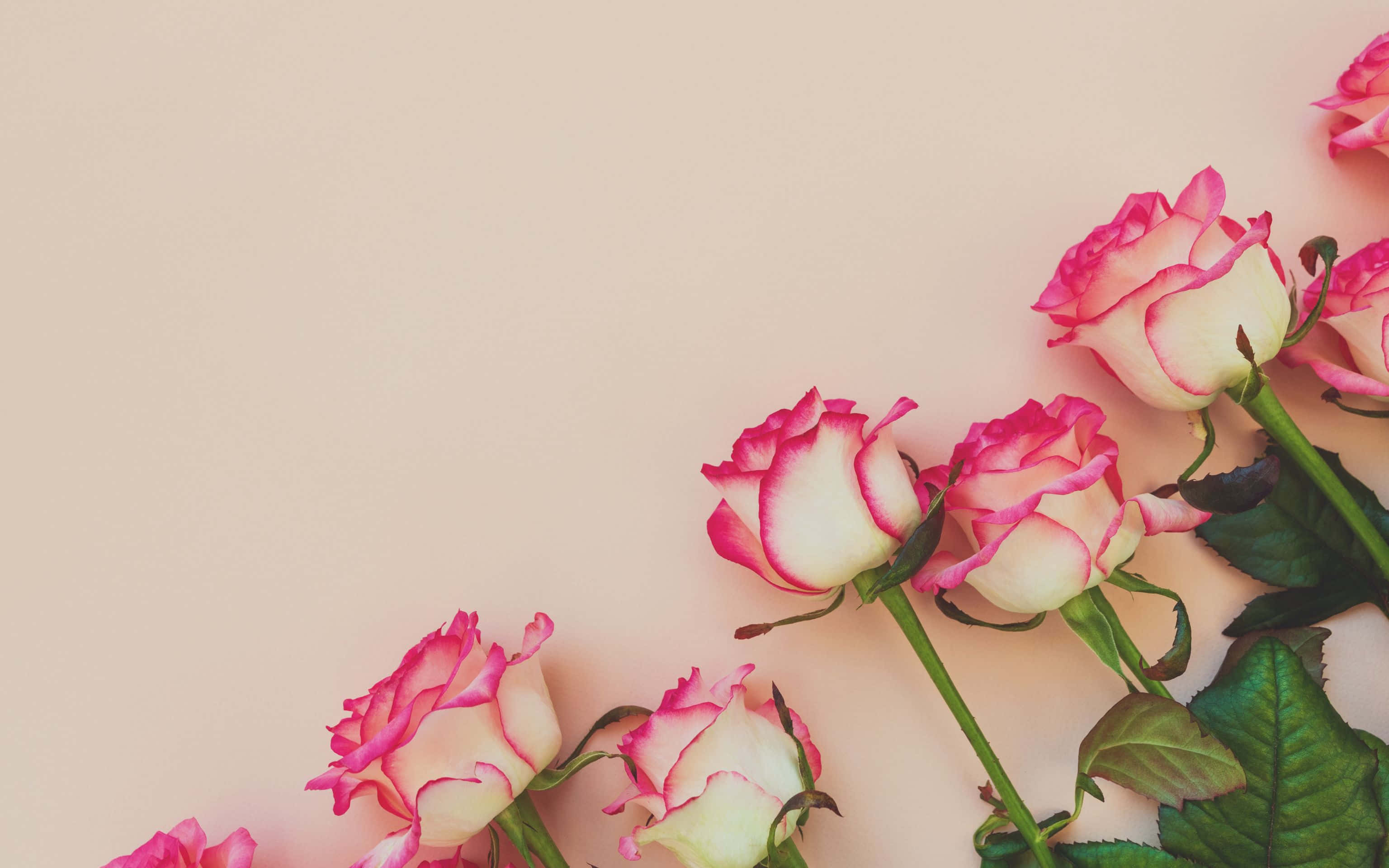 pink and white roses, green stems, soft beige background, 2K Desktop Wallpaper