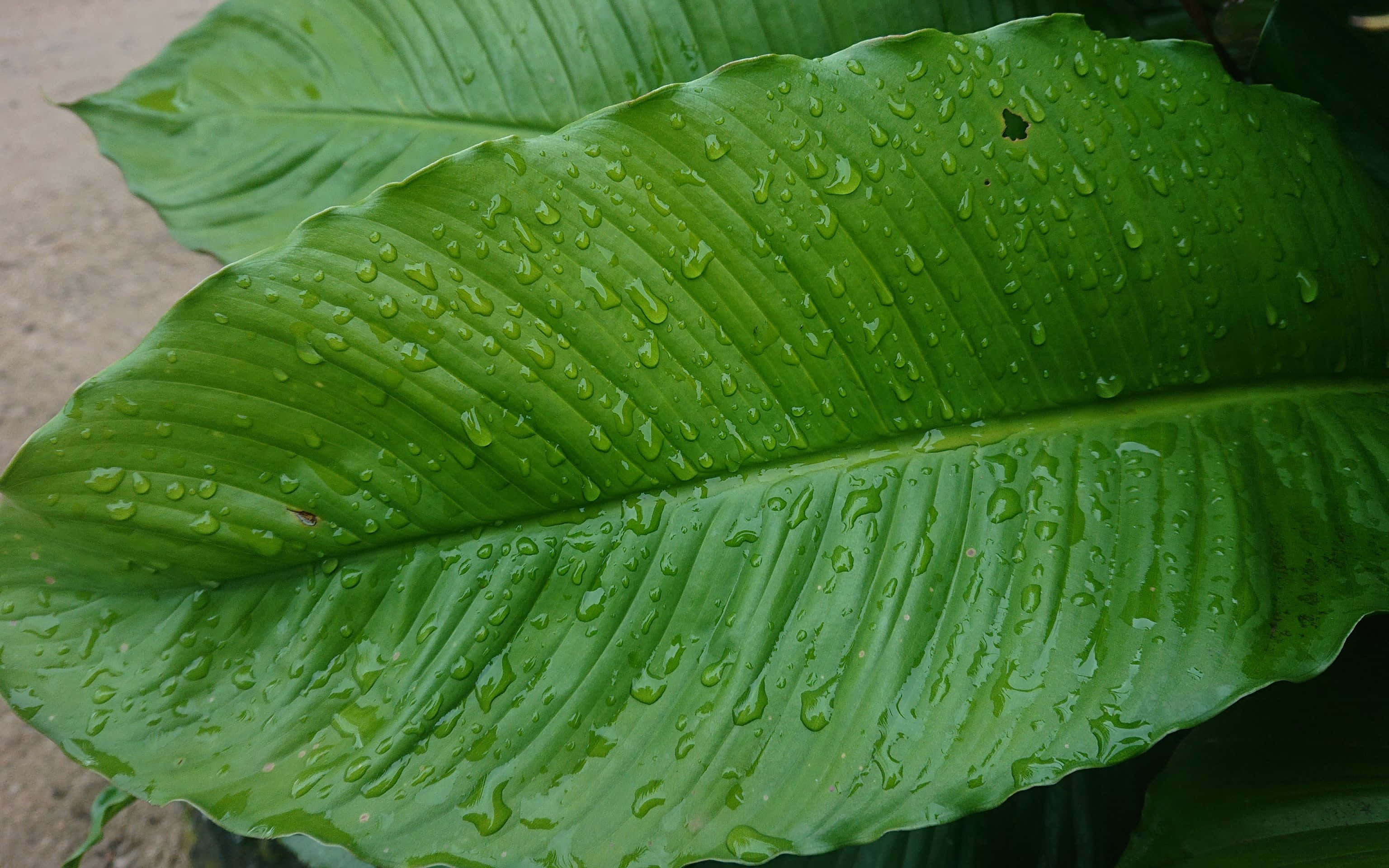 3072x1920, evening sunset, green leaf, 2K Desktop Wallpaper