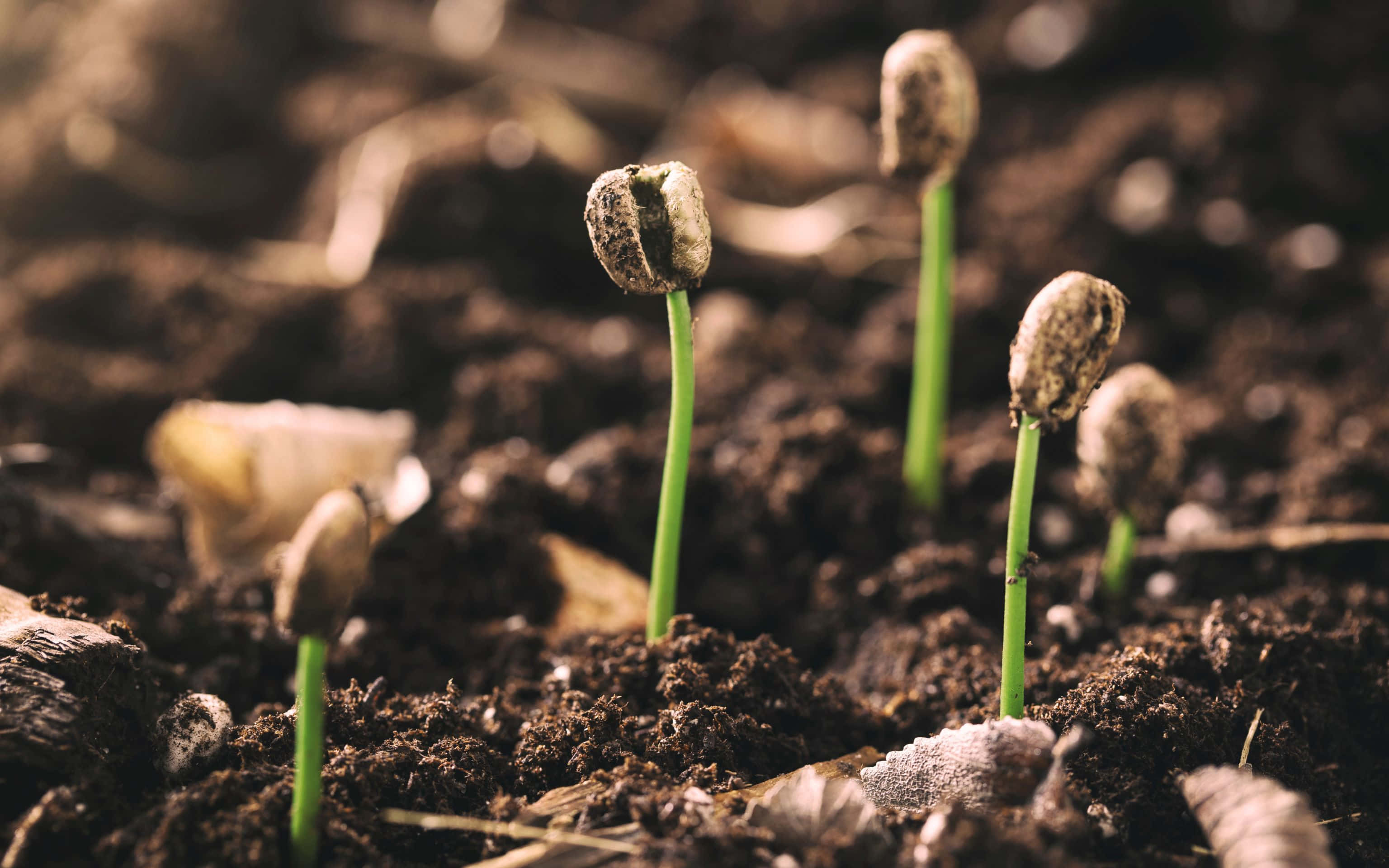 3072x1920, brightly coloured flowers, green sprouts, 2K Desktop Wallpaper