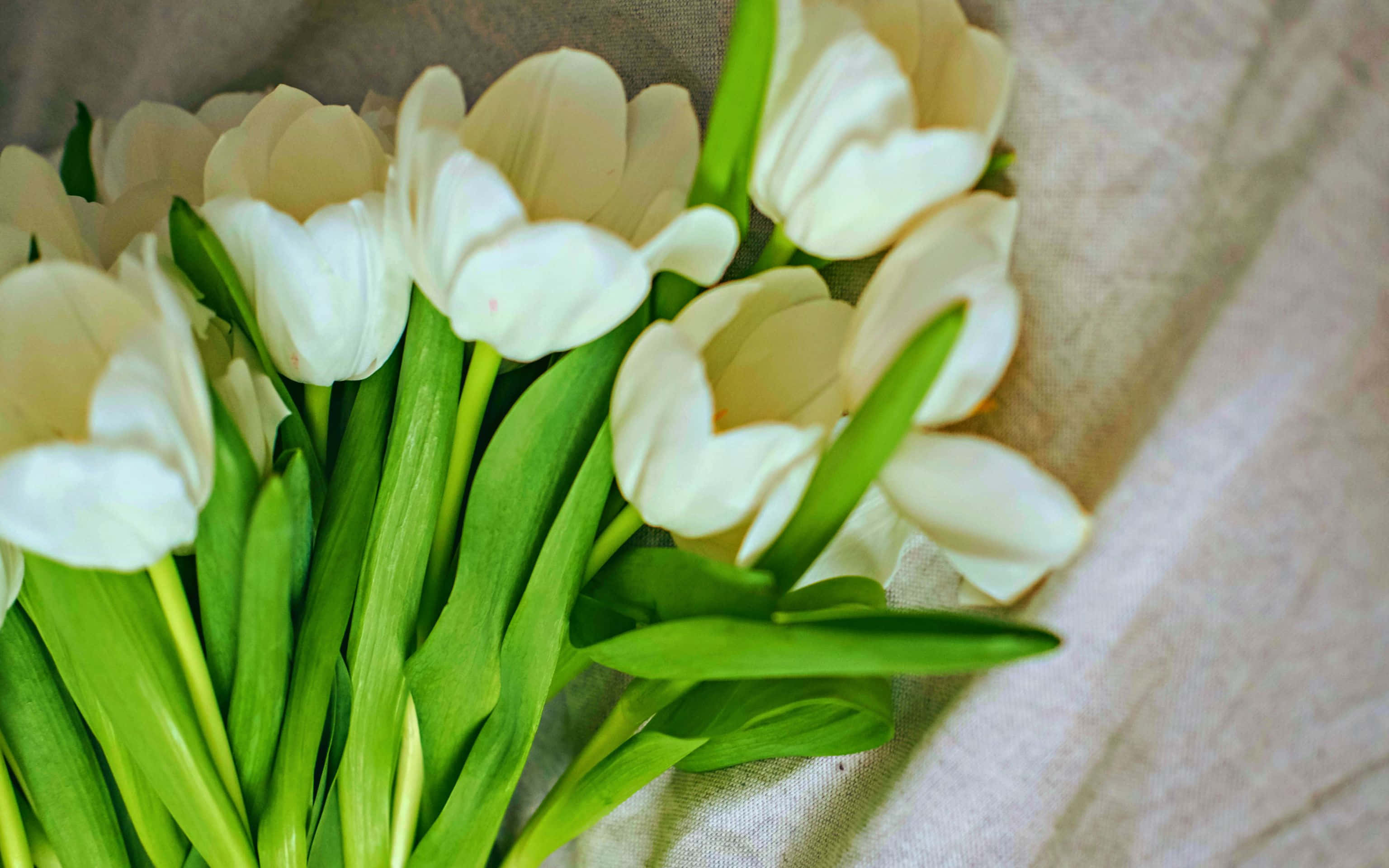 3072x1920, creamy white tulips, vibrant green stems, 2K Desktop Wallpaper