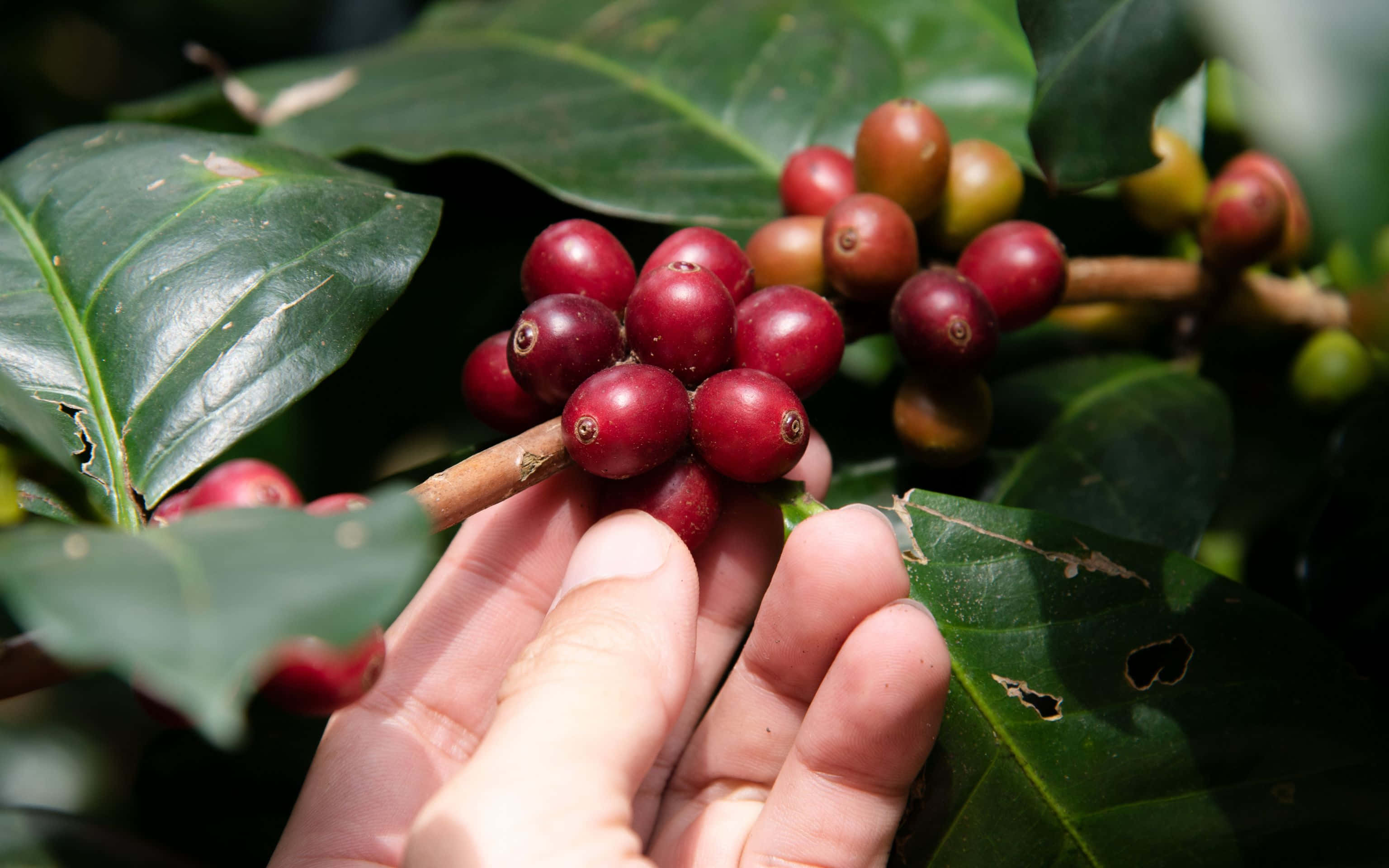3072x1920, vast desert, ripe red coffee cherries, 2K Desktop Wallpaper