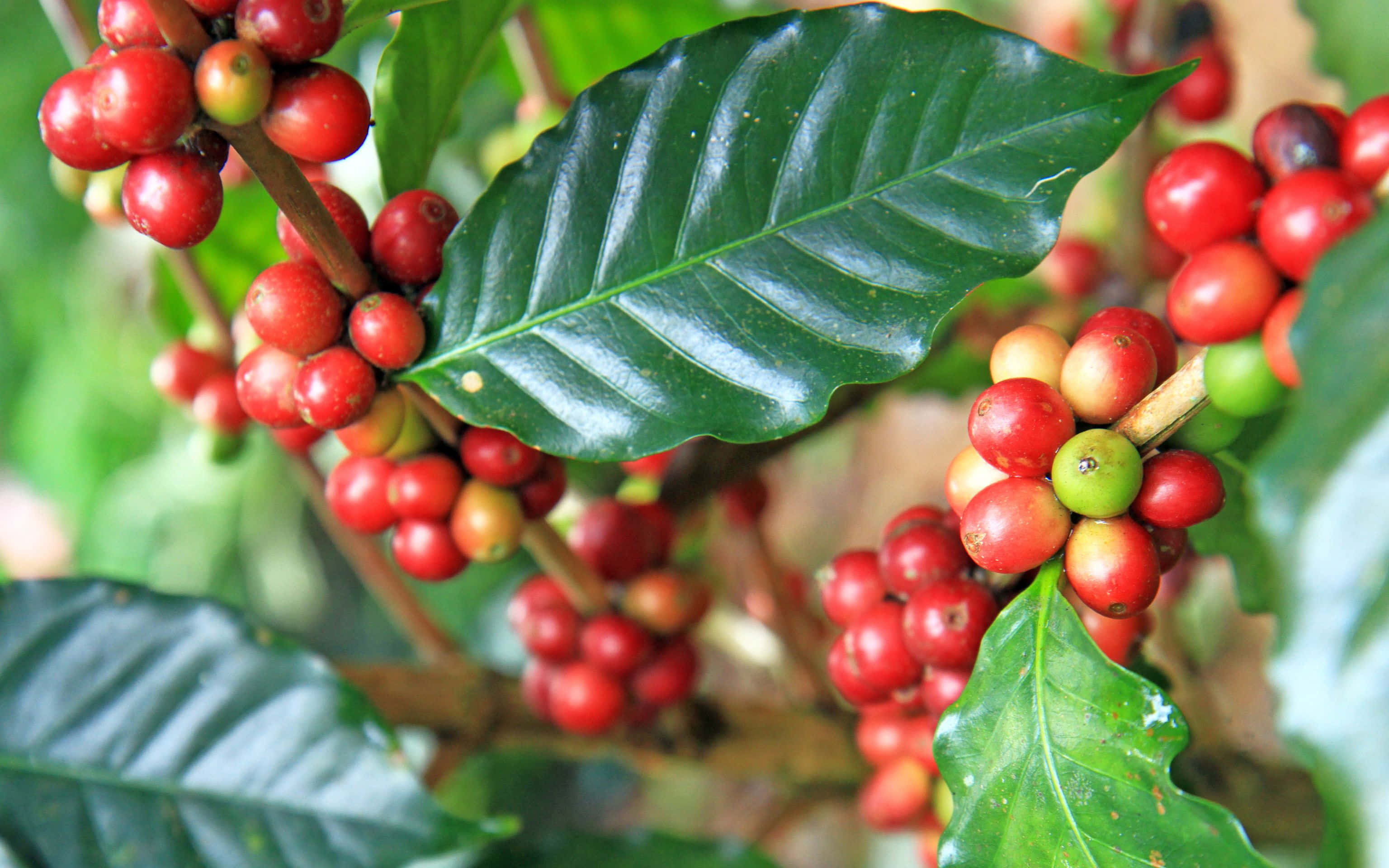 3072x1920, vibrant red, green coffee cherries, 2K Desktop Wallpaper