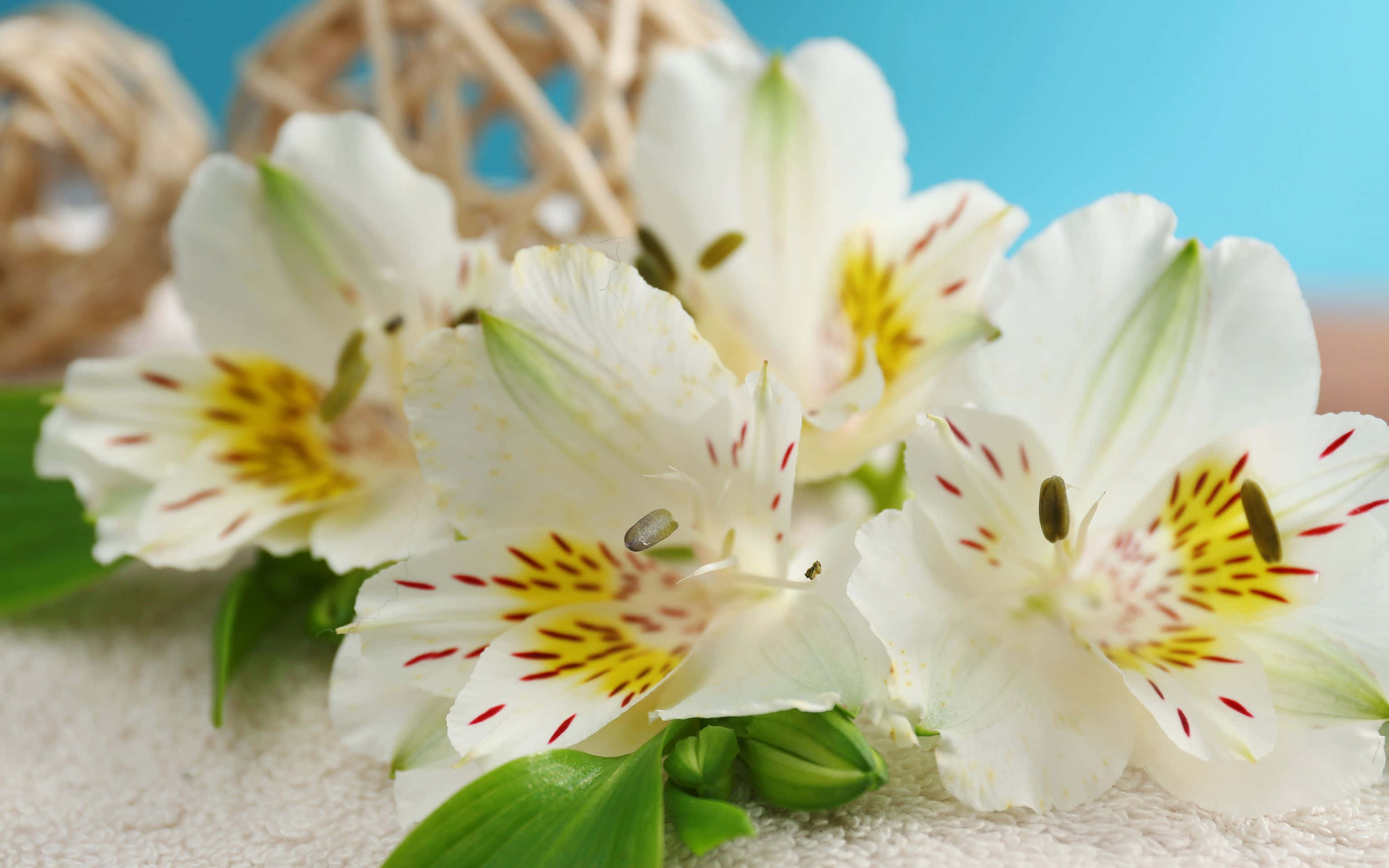 3072x1920, white alstroemeria flowers, yellow and red speckles, 2K Desktop Wallpaper