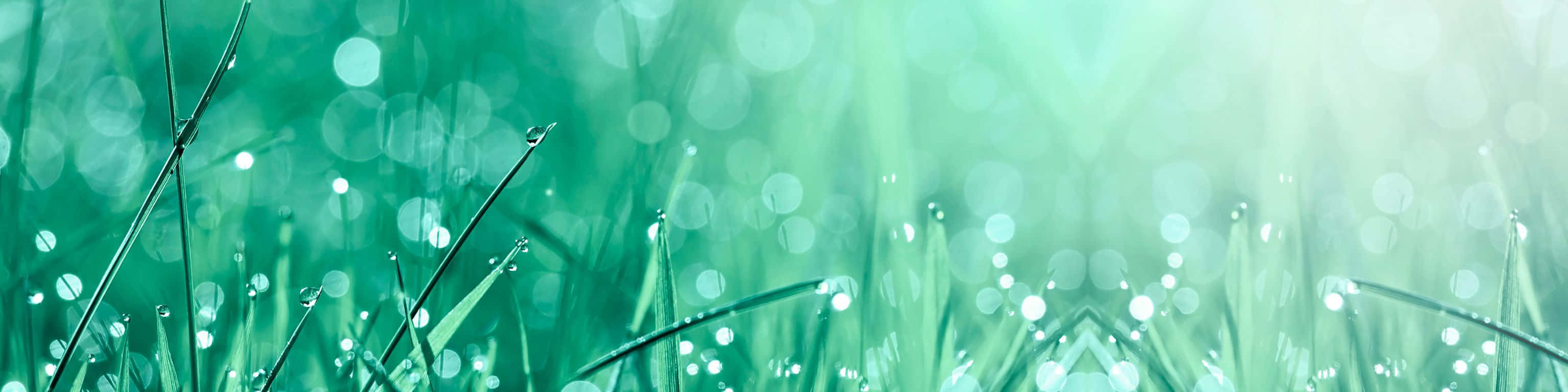 3072x768, green grass, dewdrops, 2K Desktop Wallpaper