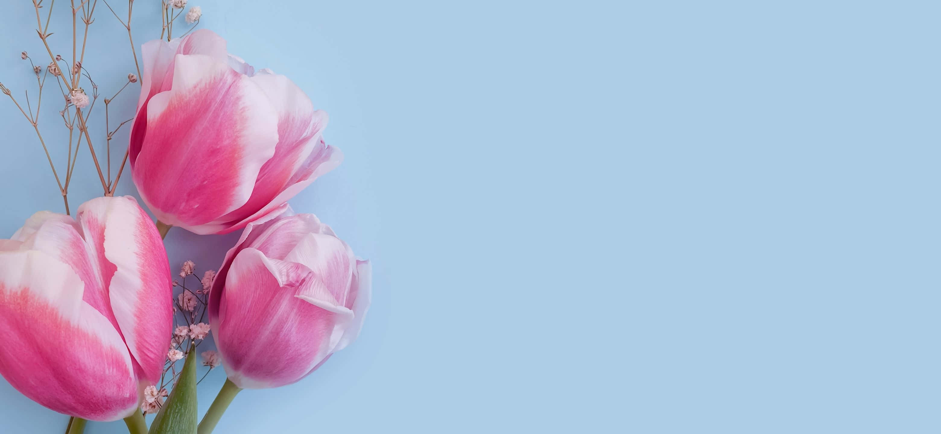 3120x1440, pink tulips, white tulips, 2K Desktop Wallpaper