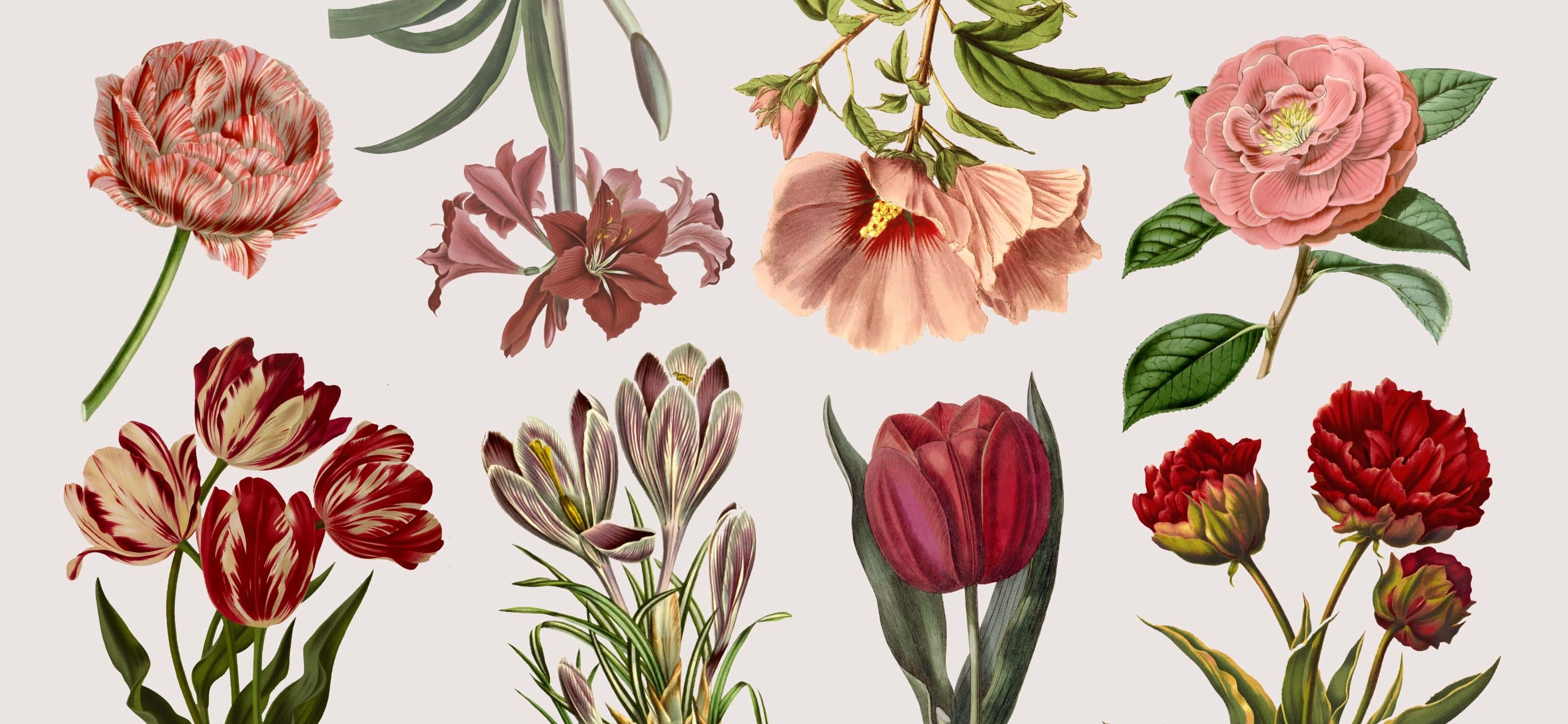 3120x1440, vintage botanical illustration, tulips, 2K Desktop Wallpaper