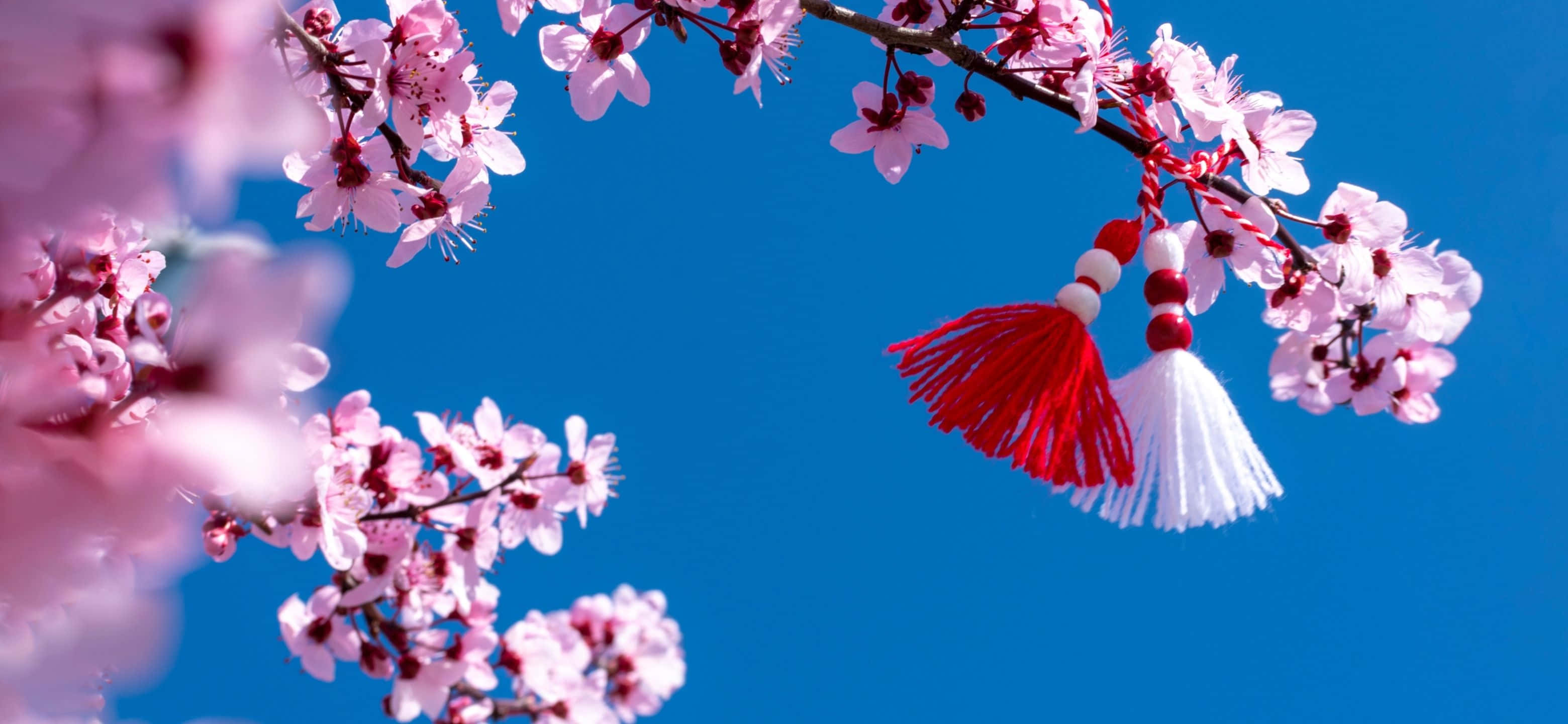 cherry blossoms, pink cherry blossoms, vivid blue sky, 2K Desktop Wallpaper