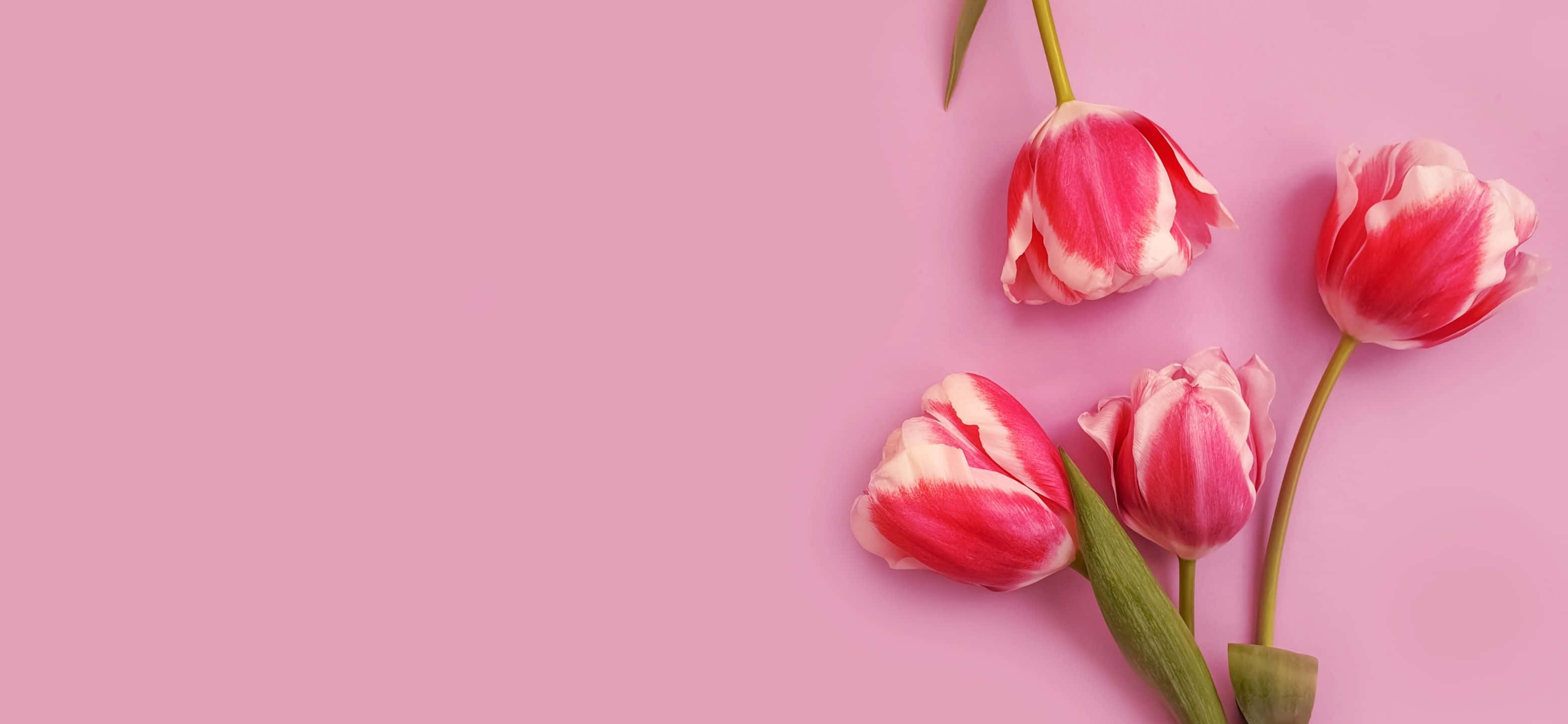 3120x1440, pastel pink, pink and white tulips, 2K Desktop Wallpaper