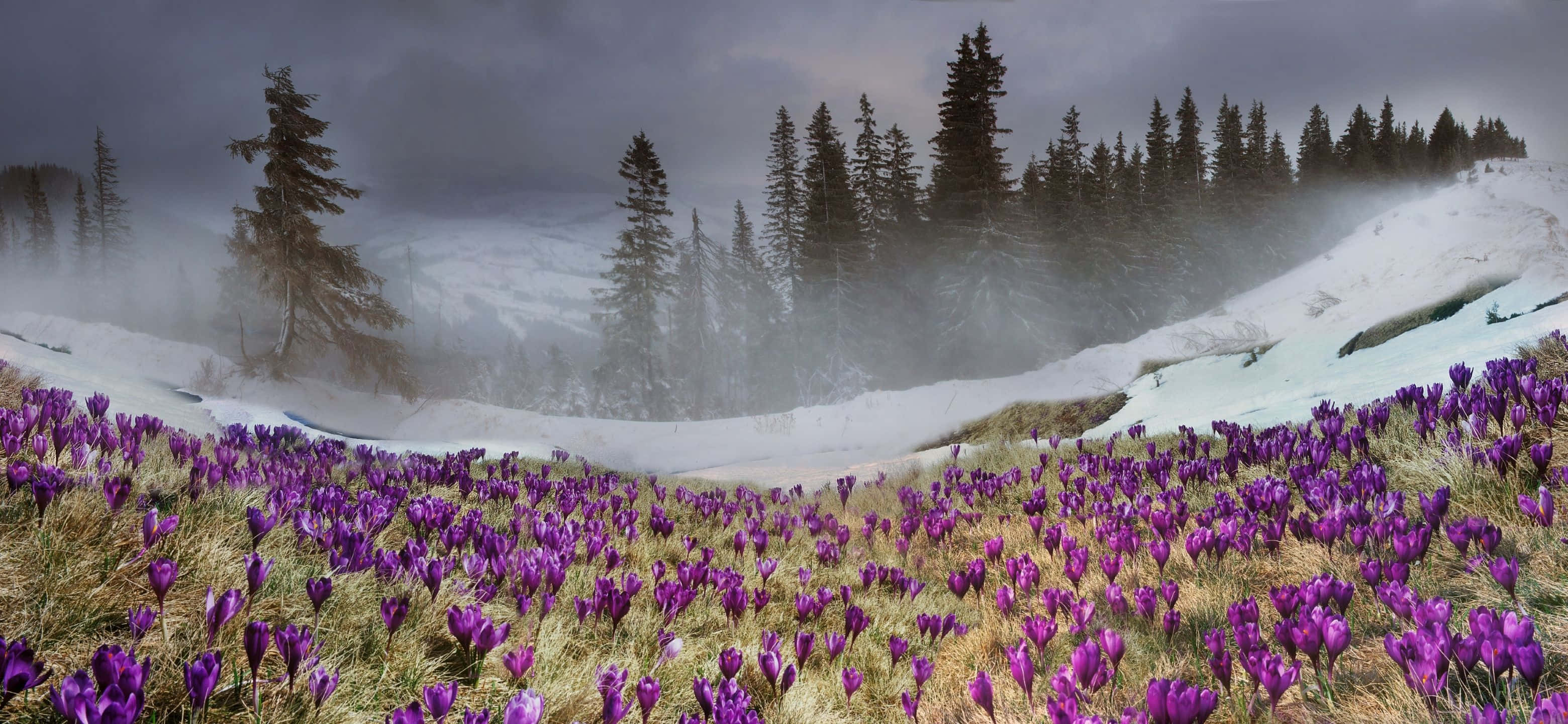 3120x1440, purple crocuses, snowy mountain meadow, 2K Desktop Wallpaper