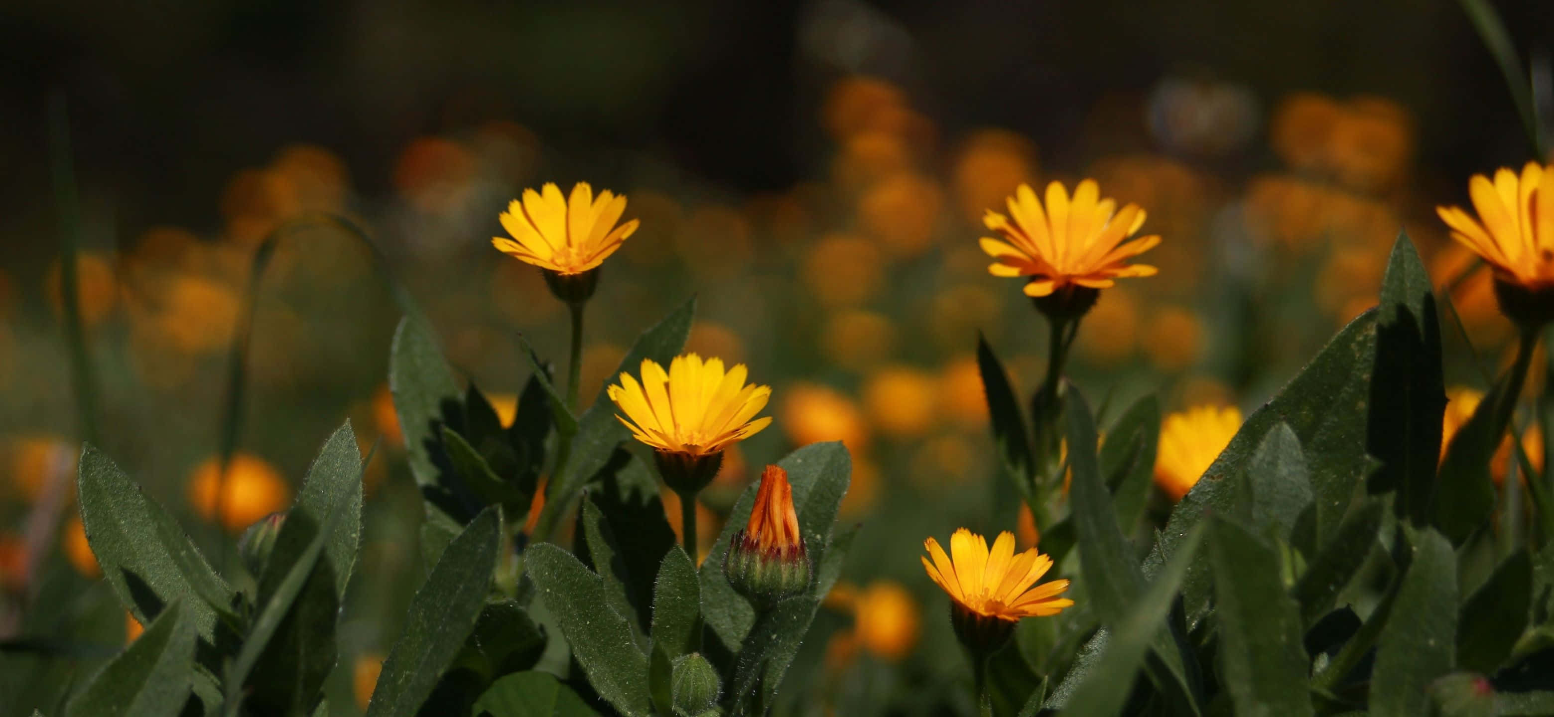 3120x1440, orange marigolds, lush green leaves, 2K Desktop Wallpaper