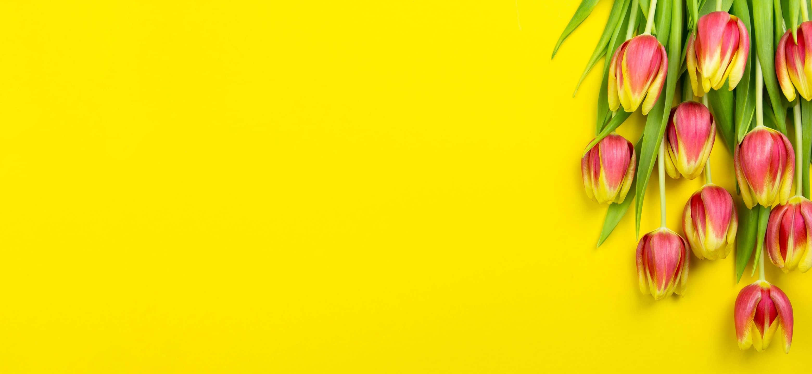 tulips, red, yellow, 2K Desktop Wallpaper