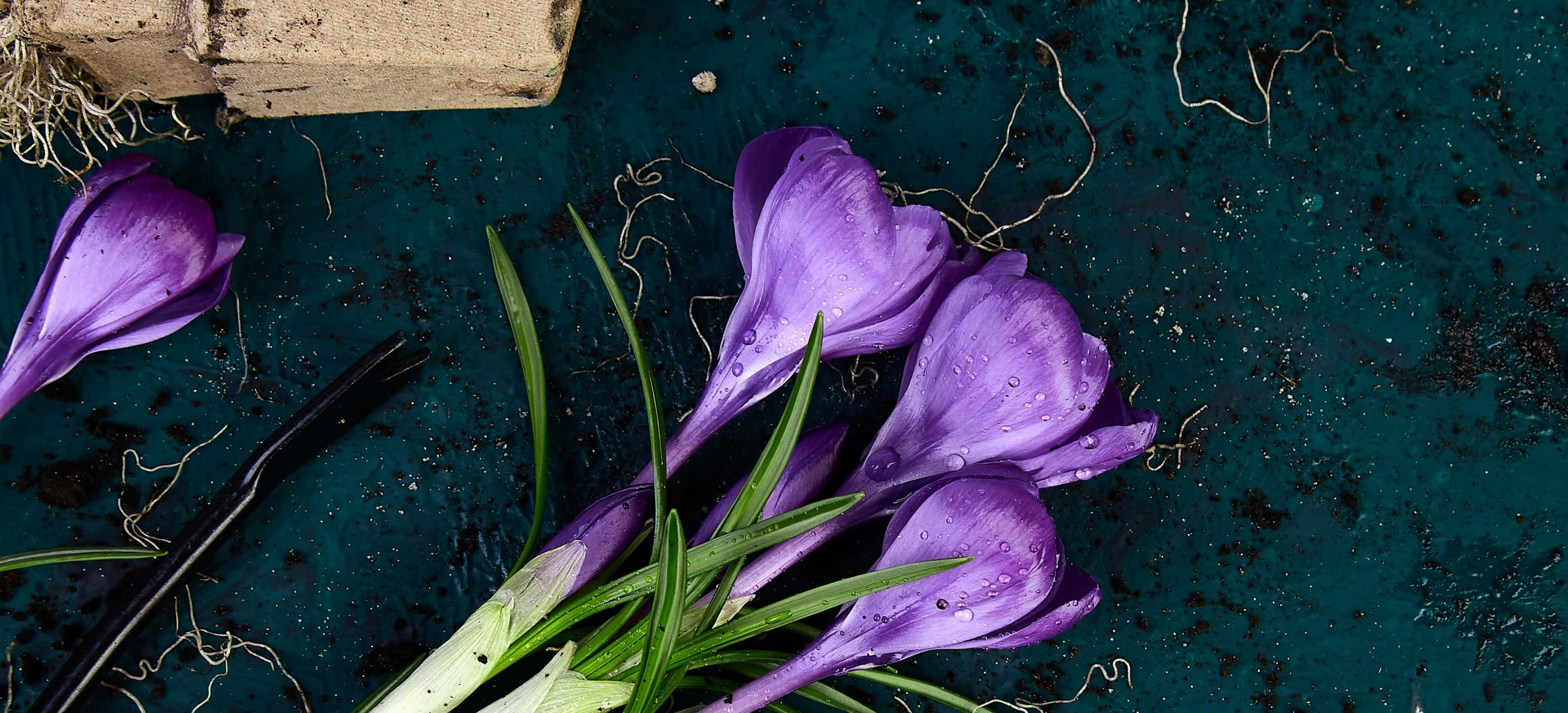 3168x1440, vibrant purple crocus flowers, dew drops, 2K Desktop Wallpaper