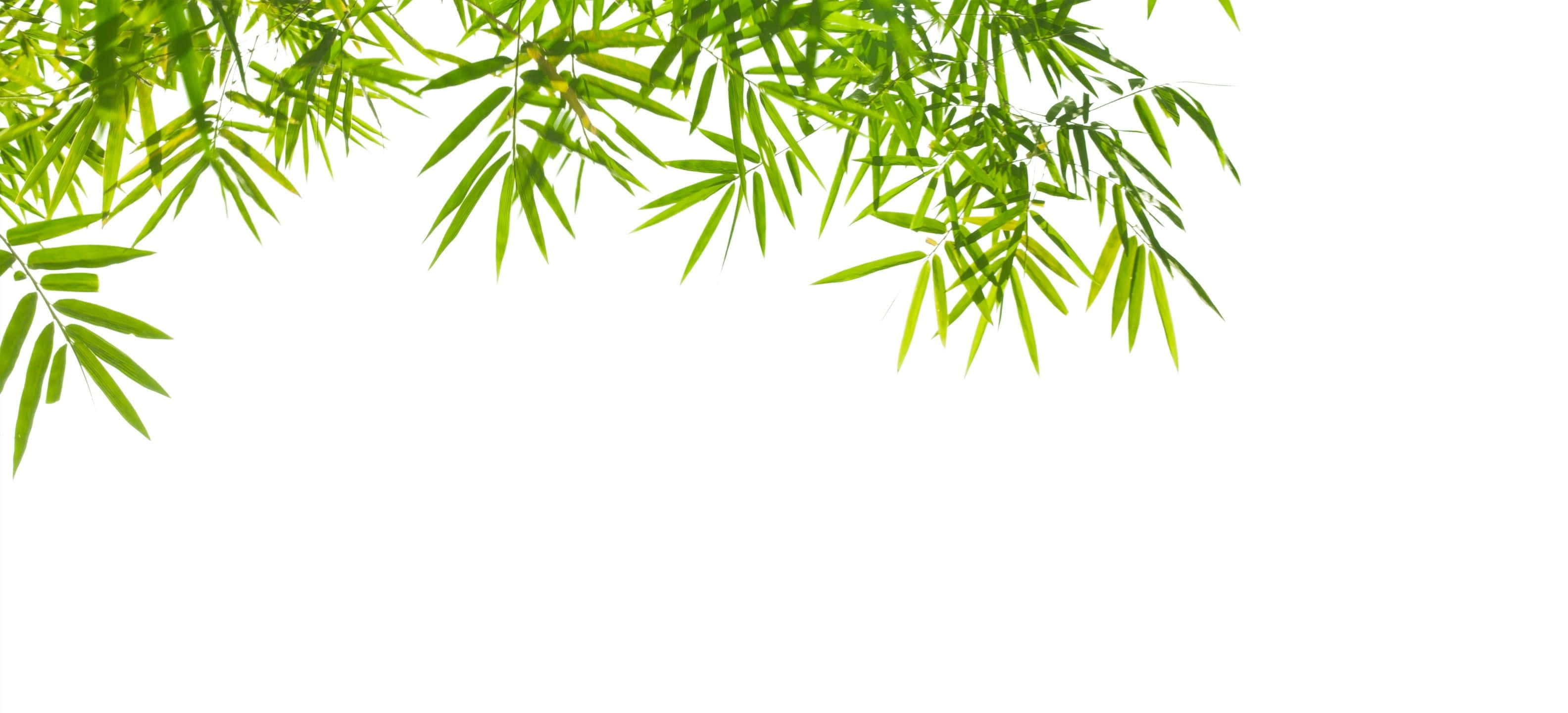 3168x1440, vibrant green bamboo leaves, stark white background, 2K Desktop Wallpaper