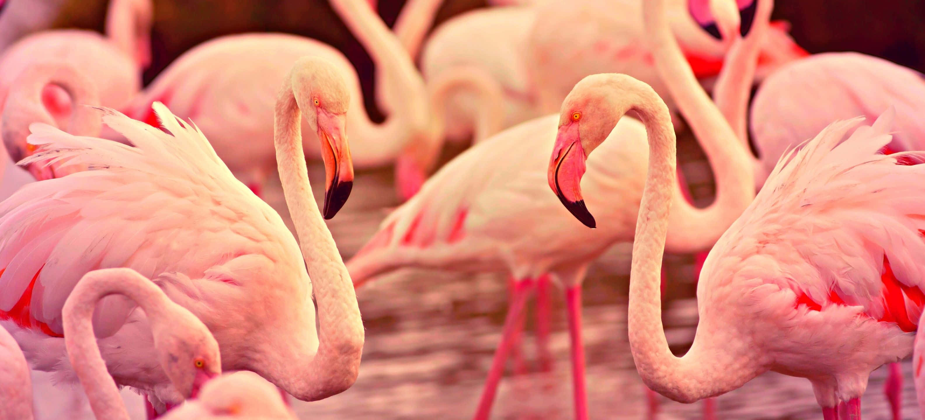 3168x1440, pink flamingos, shallow water, 2K Desktop Wallpaper