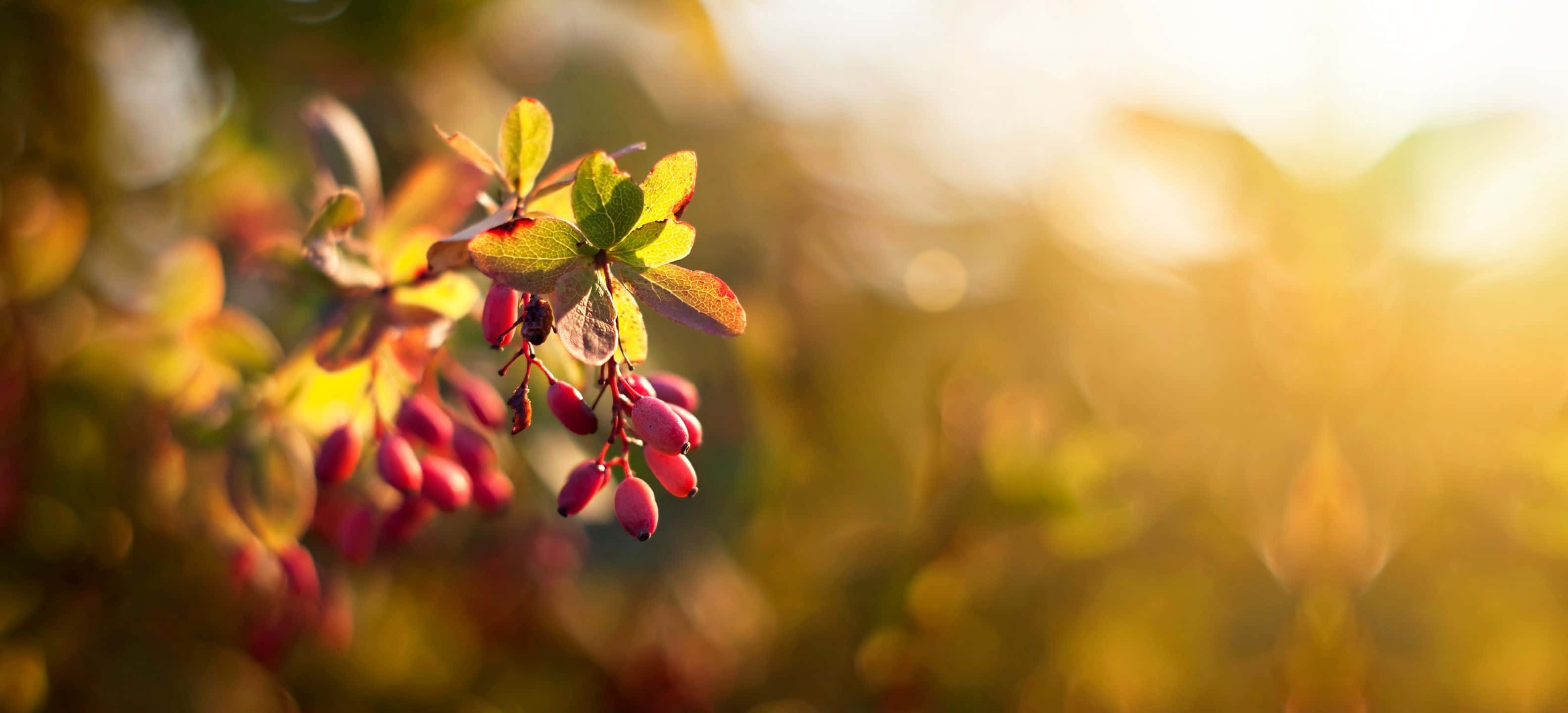 3168x1440, red berries, autumn leaves, 2K Desktop Wallpaper