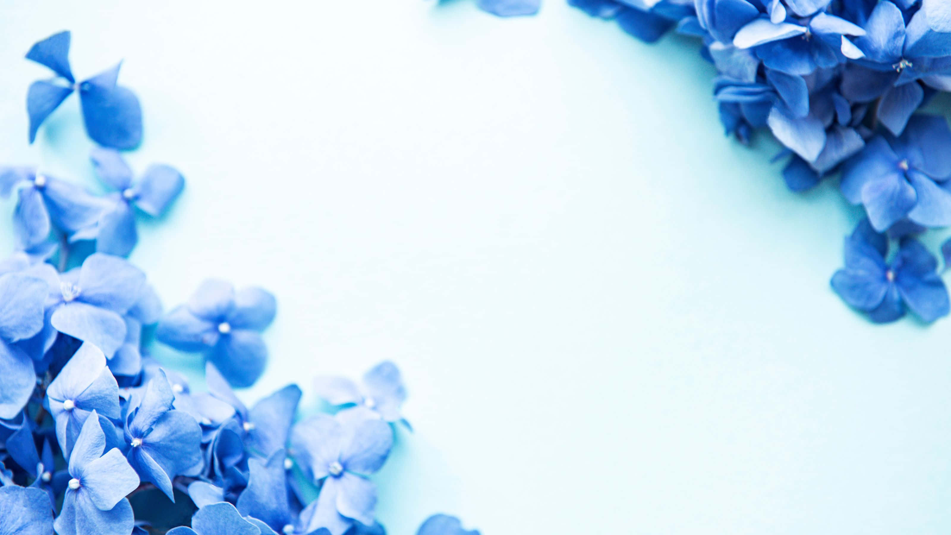 blue hydrangea, light blue background, minimalist flat lay composition, 2K Desktop Wallpaper