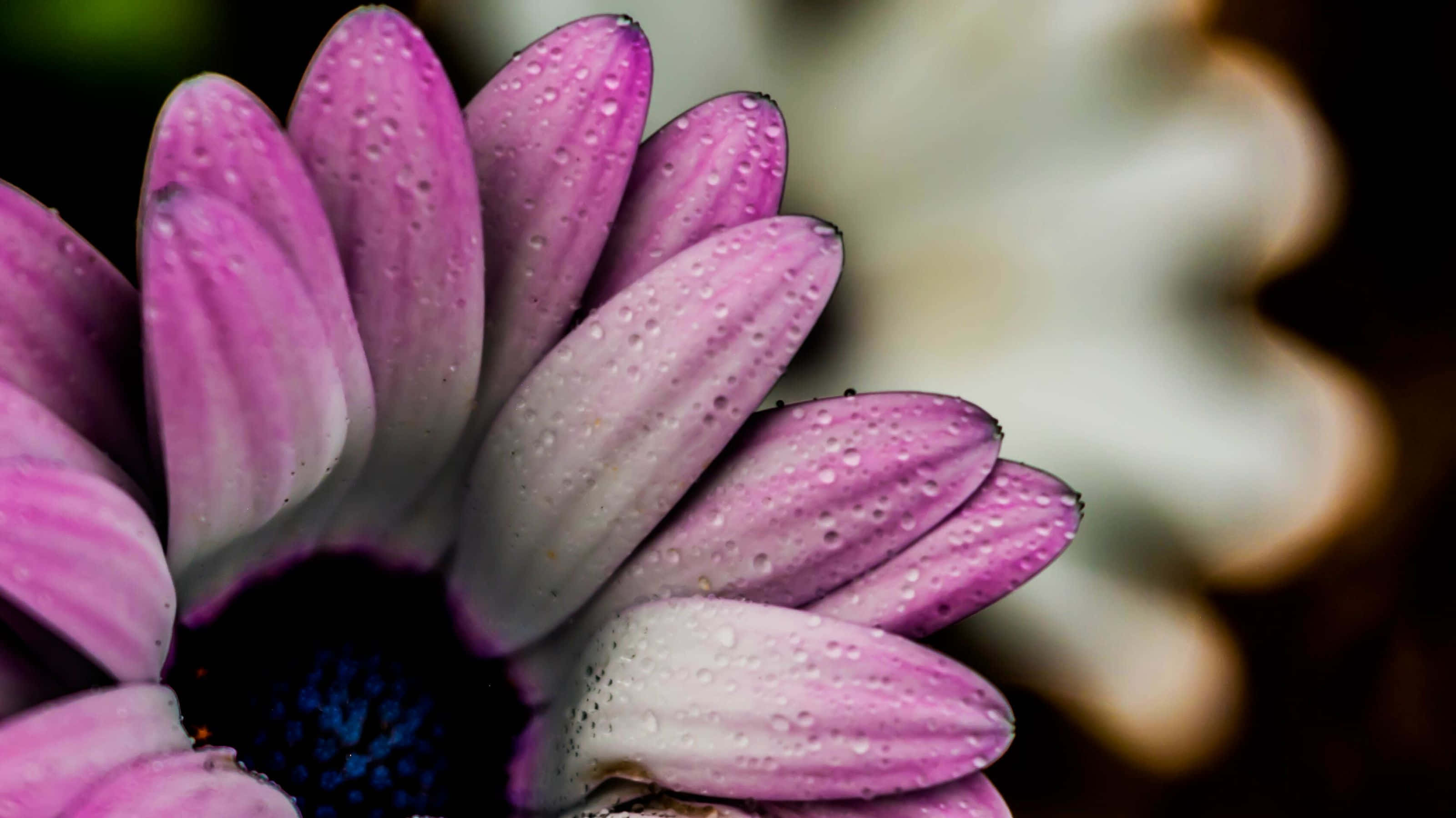 3200x1800, vibrant purple flower, dew drops, 2K Desktop Wallpaper