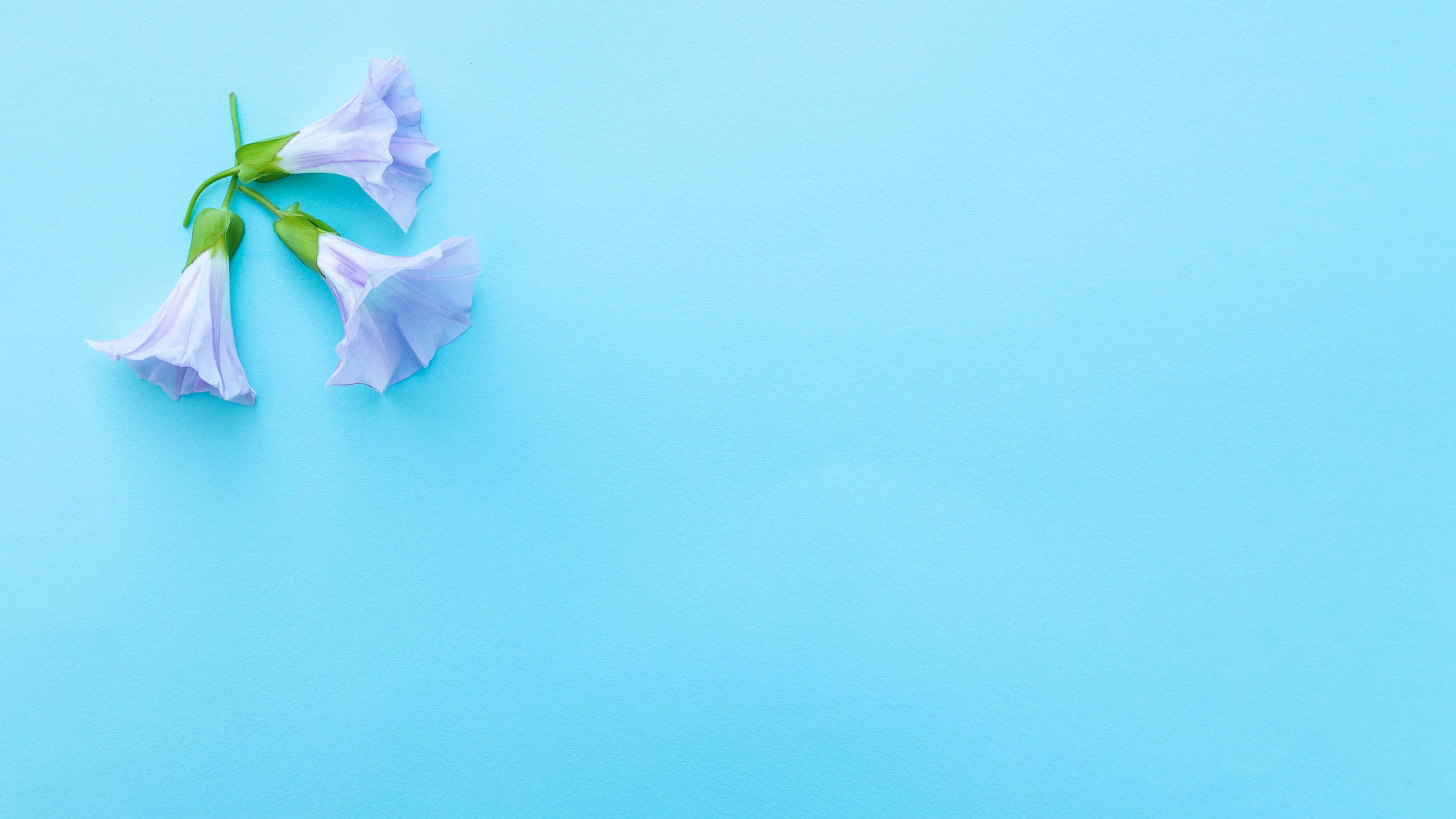 light purple trumpet flowers, green stems, solid pastel blue background, 2K Desktop Wallpaper