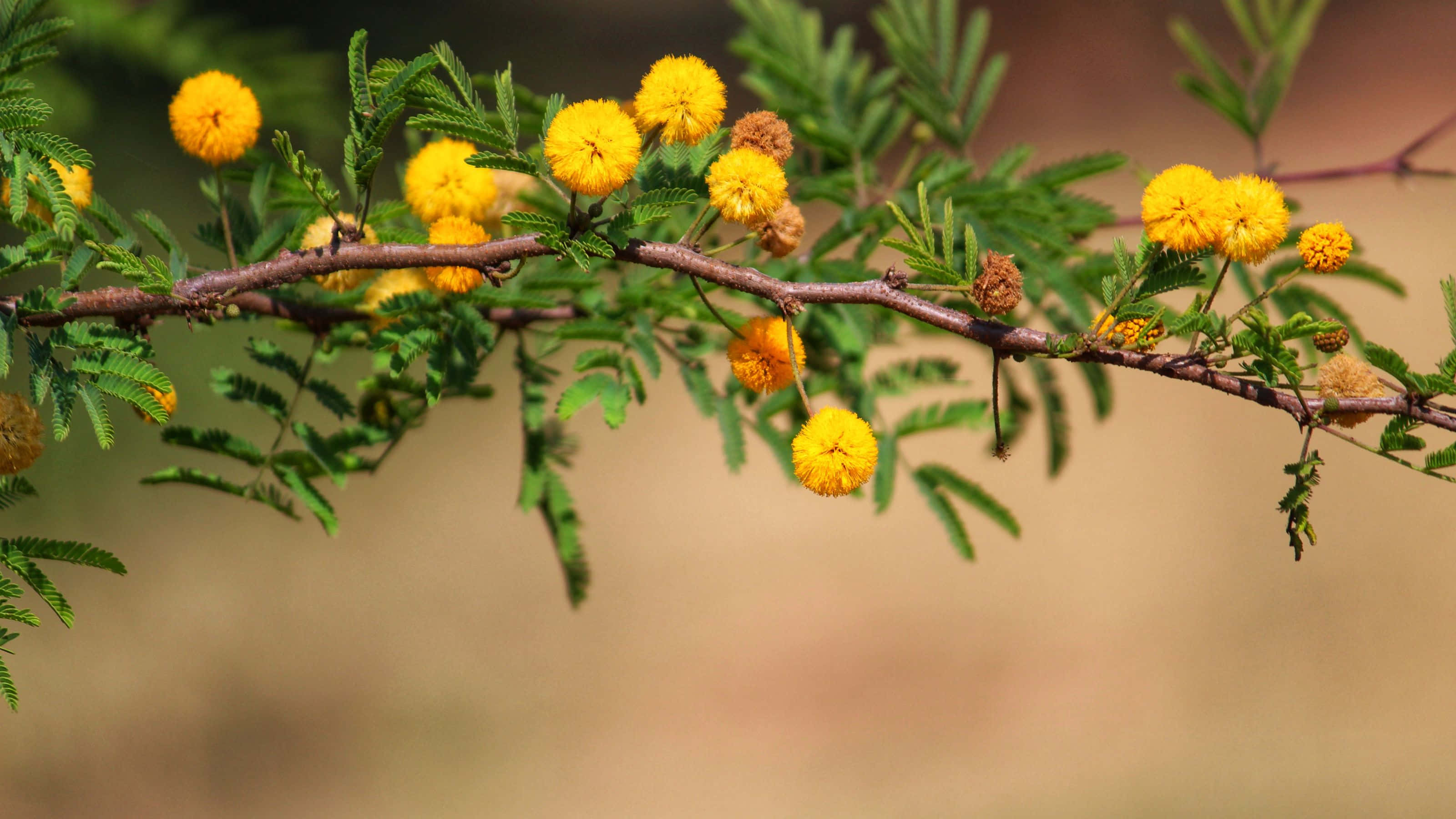 3200x1800, vibrant yellow spherical flowers, feathery green leaves, 2K Desktop Wallpaper