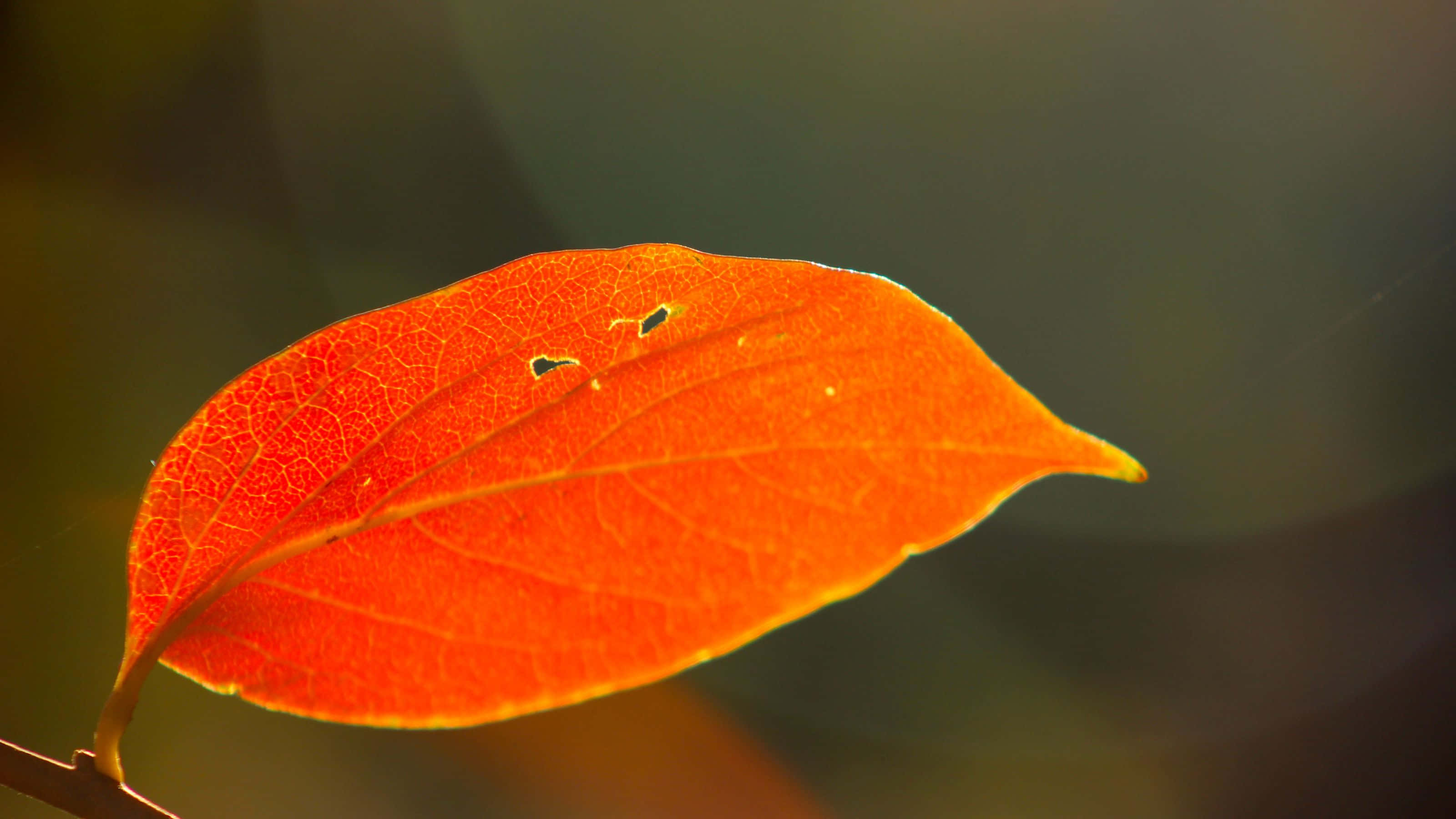 3200x1800, vibrant orange leaf, warm sunlight, 2K Desktop Wallpaper