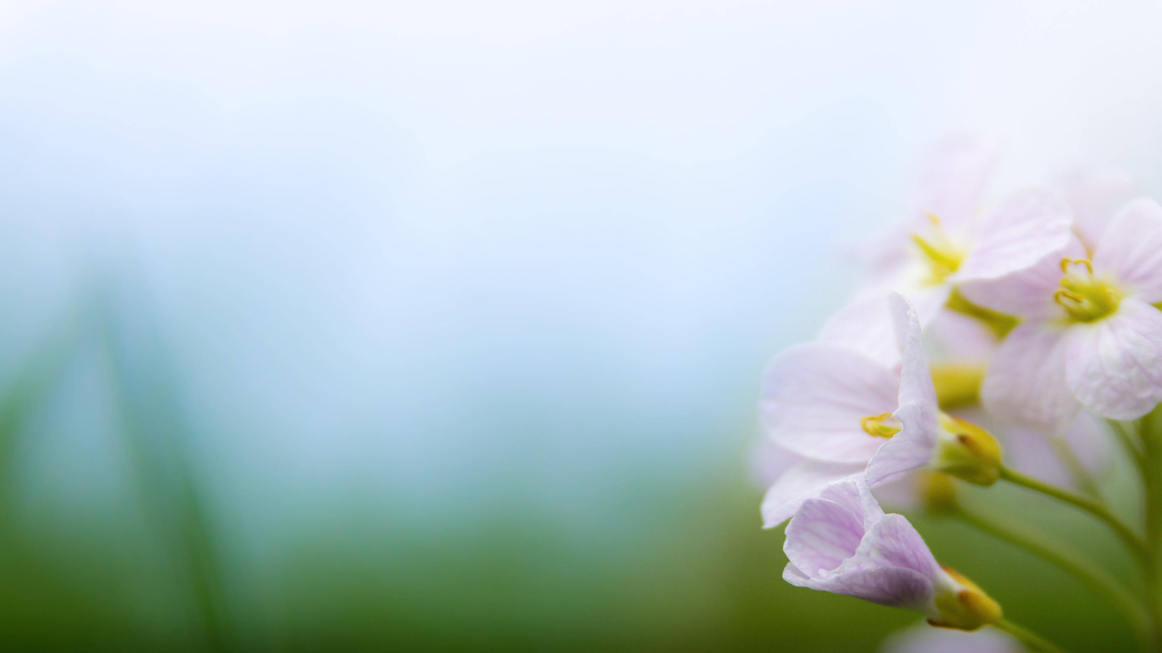 32k ultra hd nature, white flowers, soft pink flowers, 4K Desktop Wallpaper