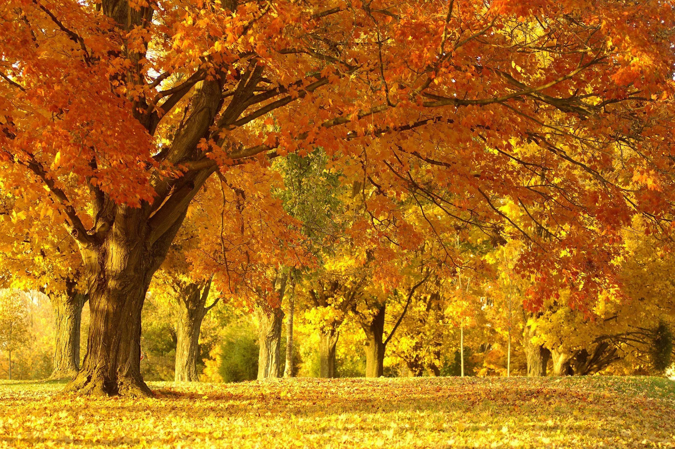 32k ultra hd nature, autumn forest, yellow aesthetic, 2K Desktop Wallpaper