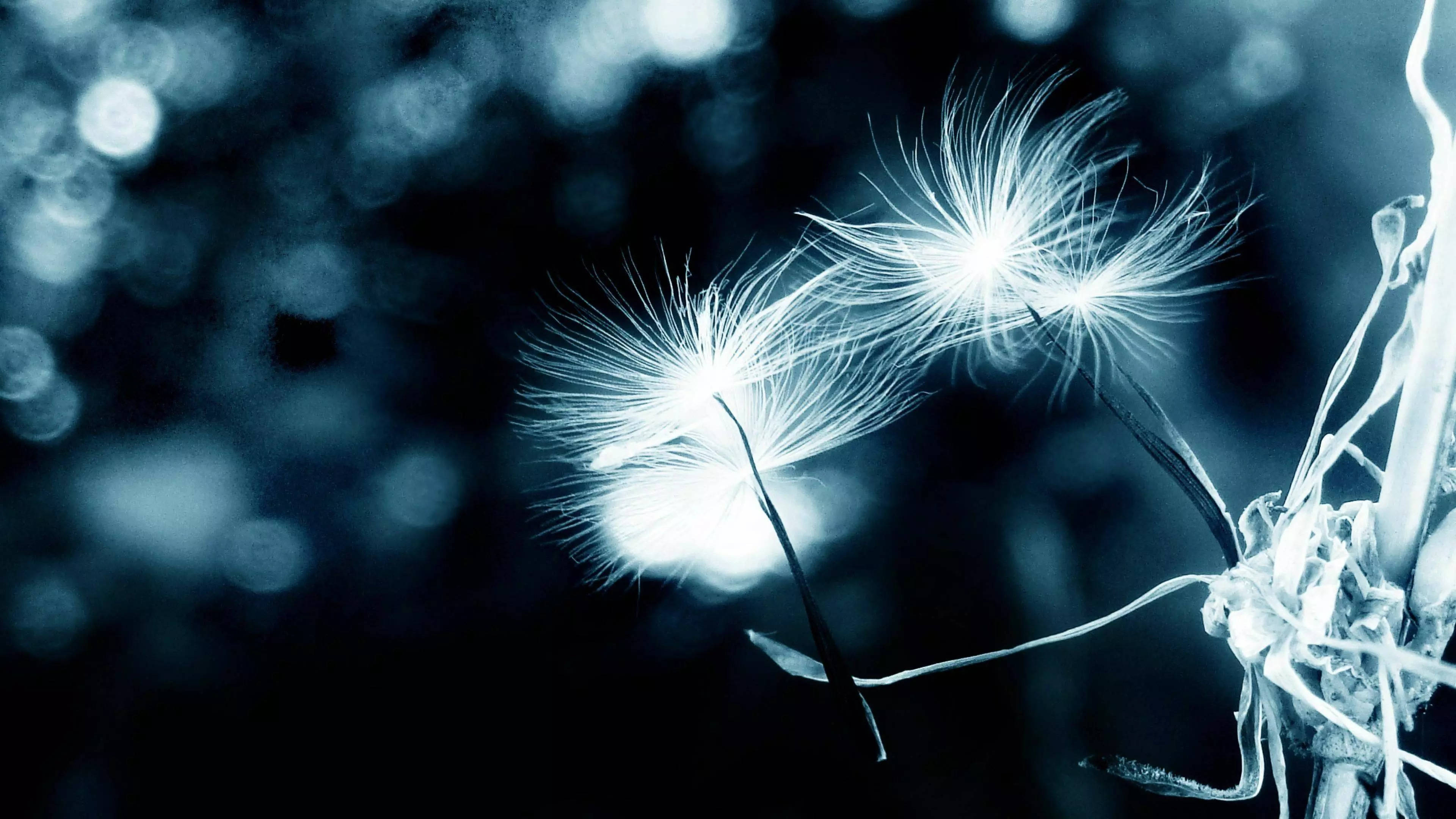 32k ultra hd nature, black and white, dandelions, 4K Desktop Wallpaper