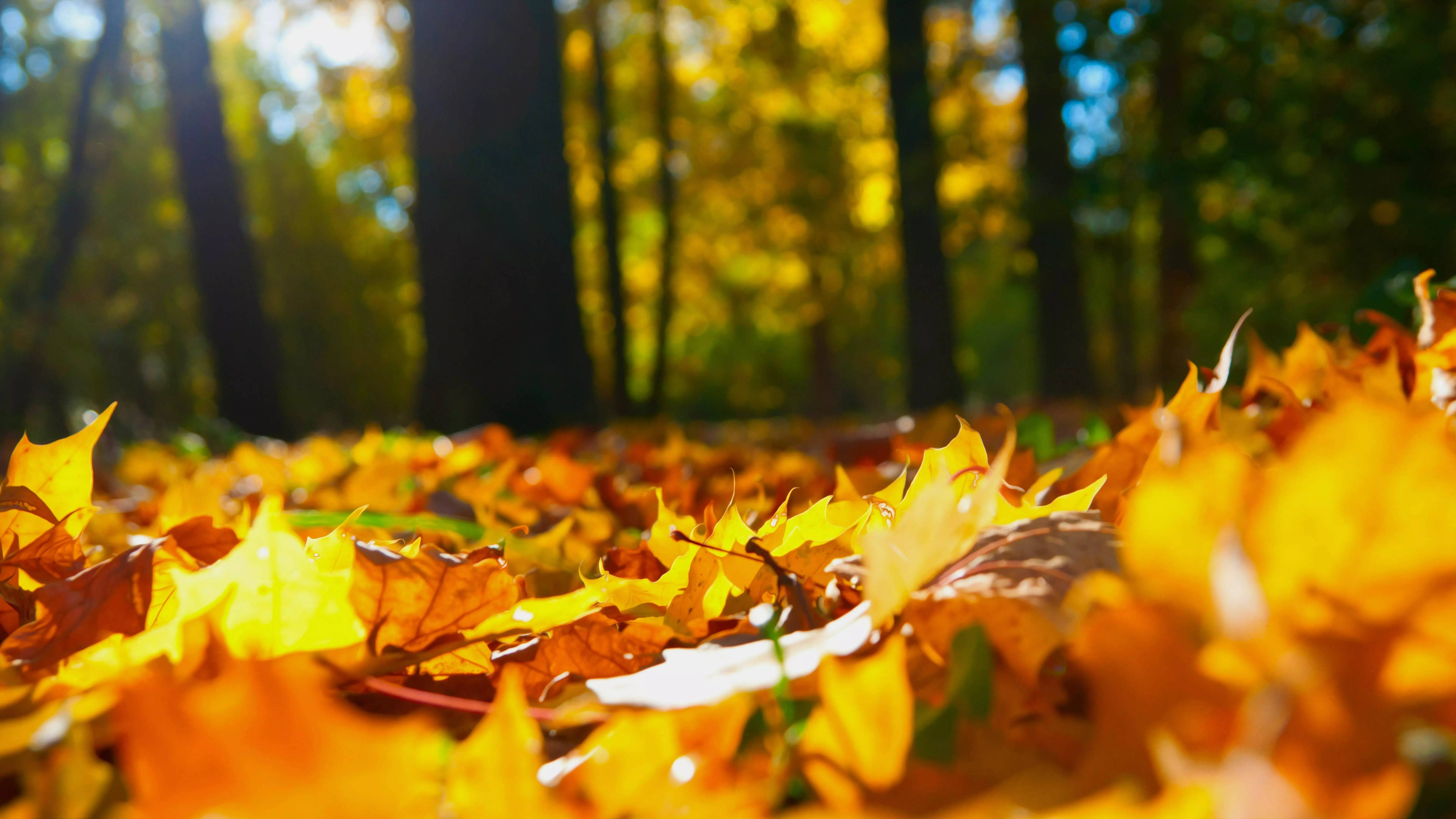 32k ultra hd nature, autumn leaves, forest floor, 8K Desktop Wallpaper