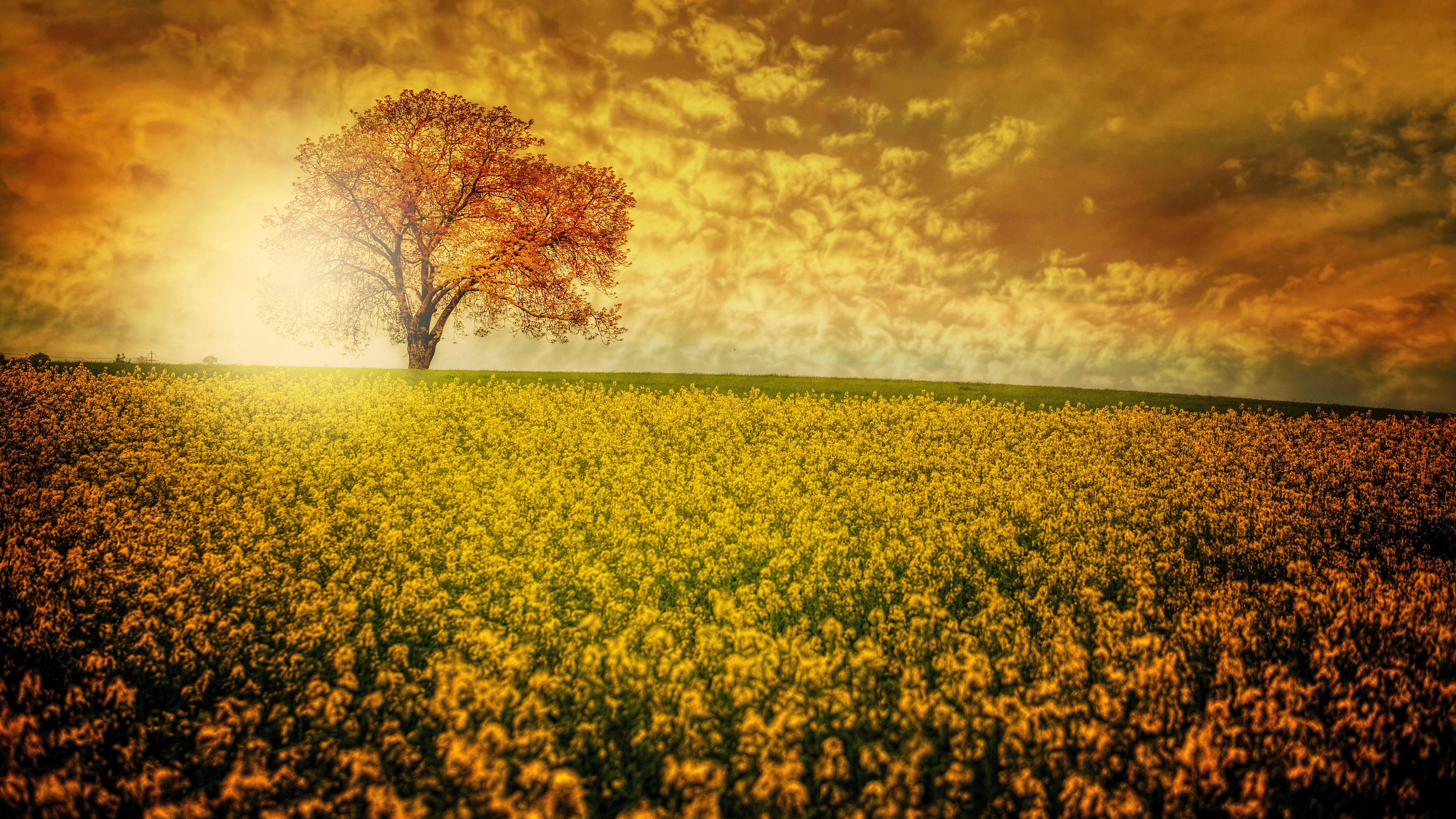 32k ultra hd nature, yellow aesthetic, flower field, 8K Desktop Wallpaper