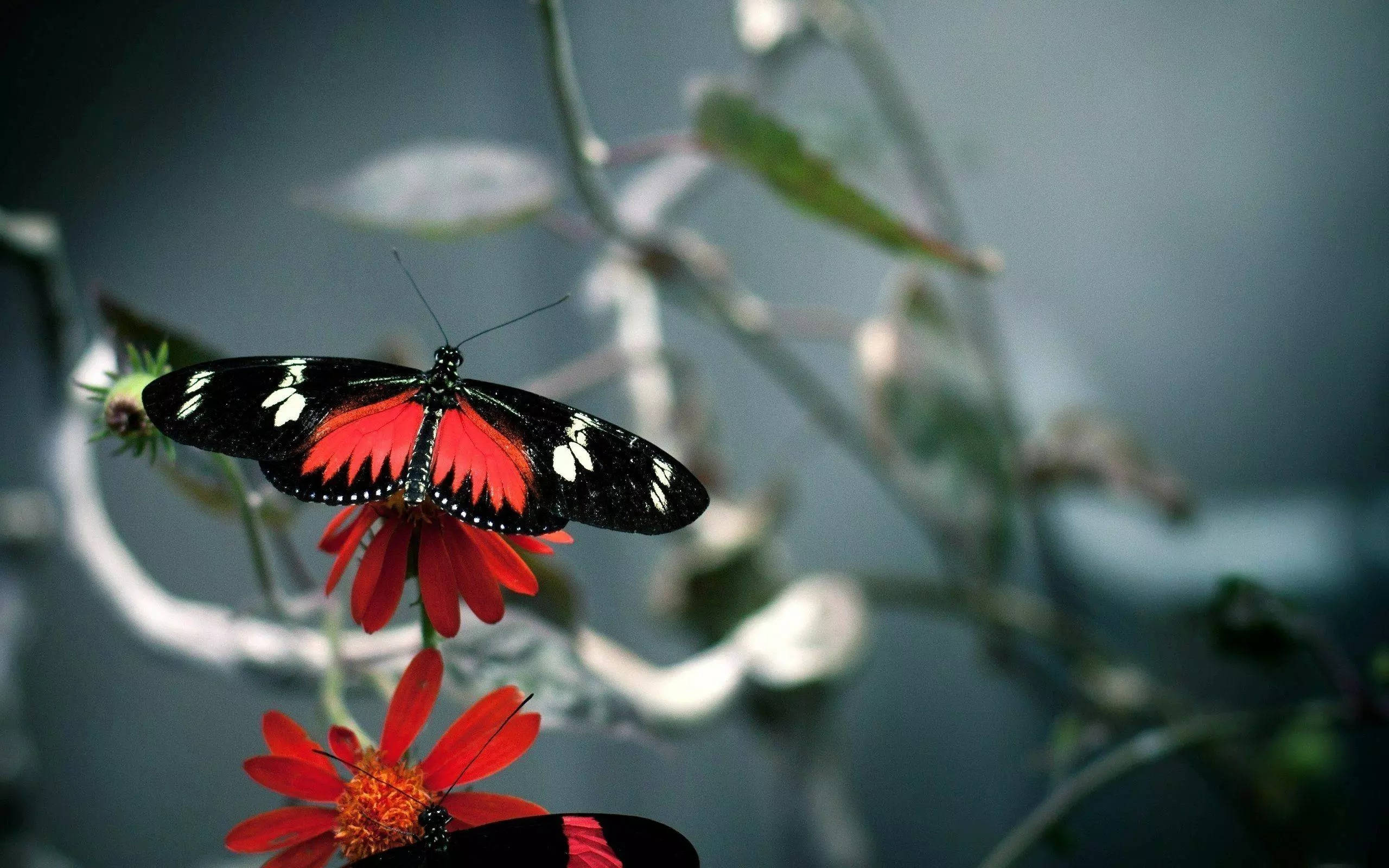 32k ultra hd nature, butterfly, branch, 2K Desktop Wallpaper