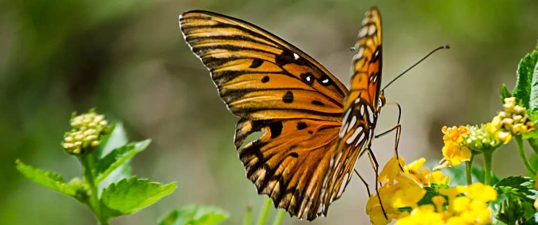3440x1440 Animal