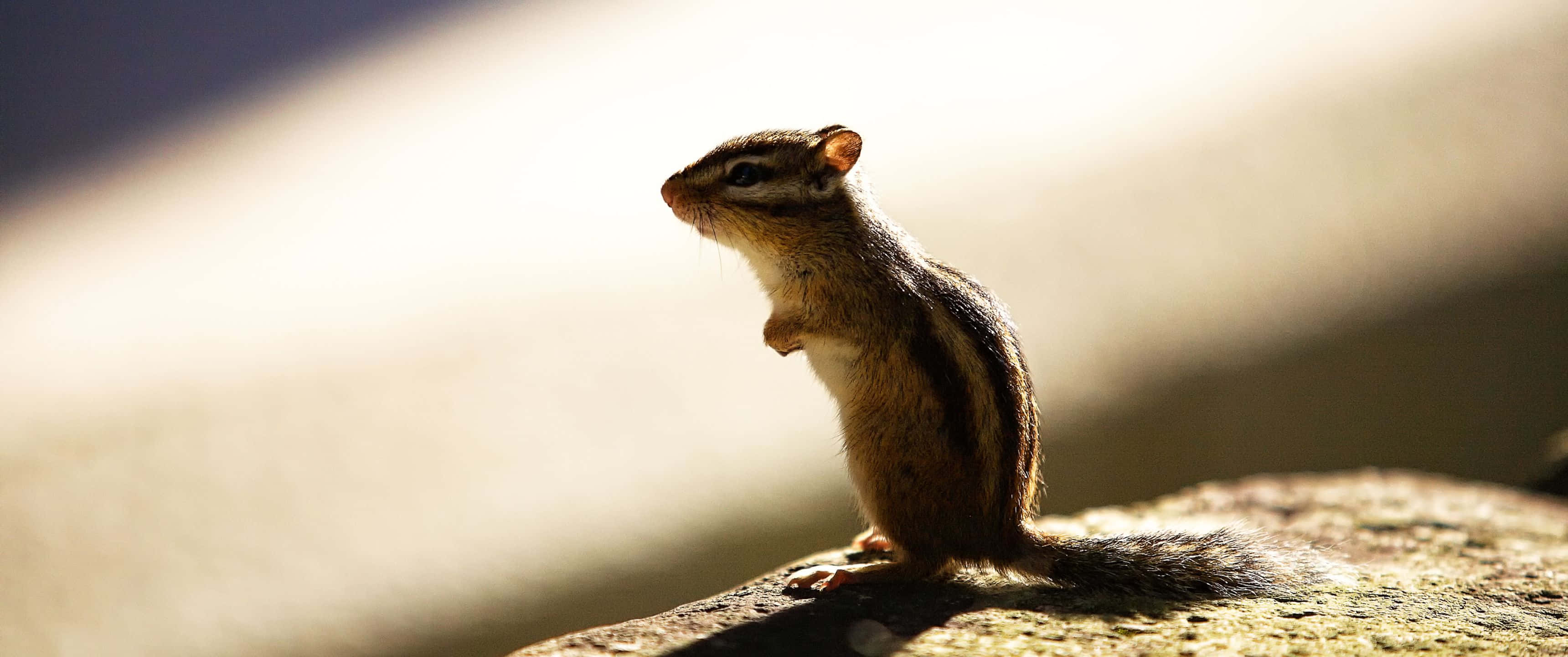 3440x1440, Animal, Brown And Black Chipmunk, 2K Desktop Wallpaper
