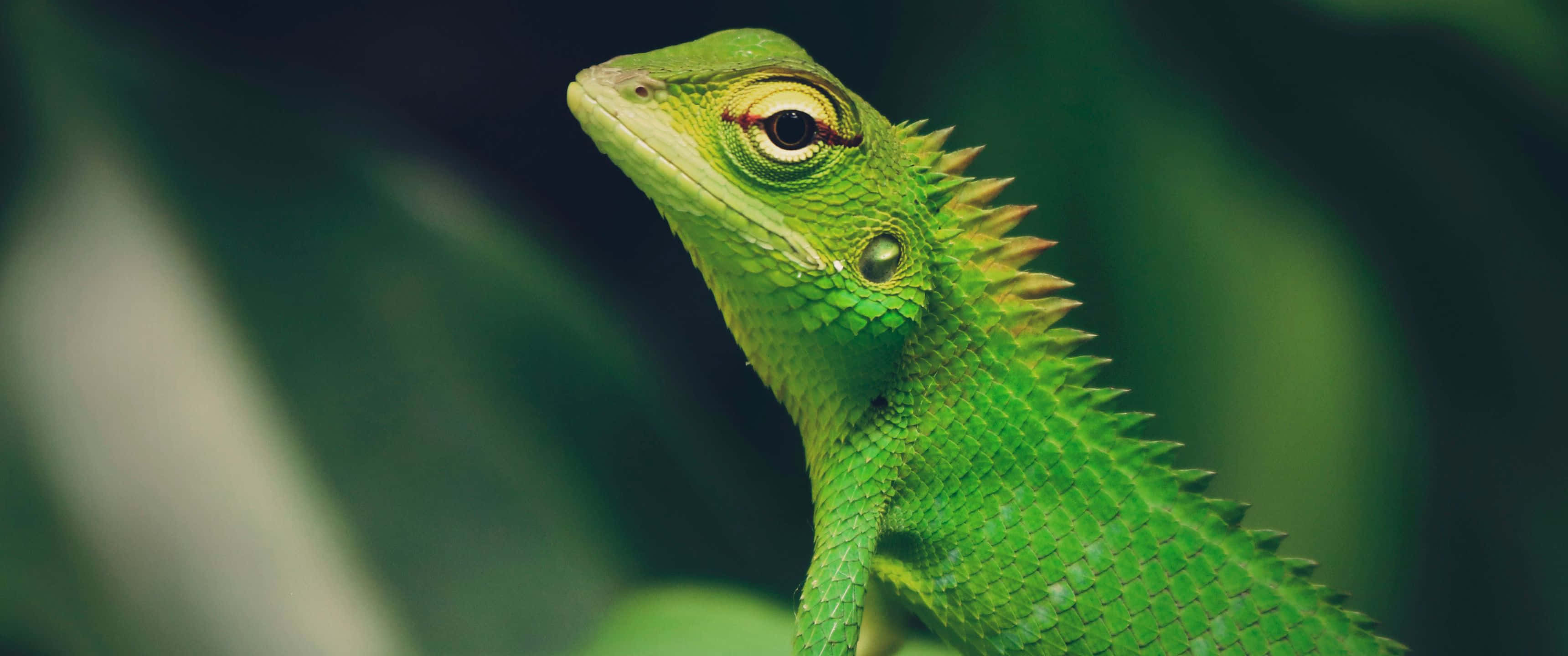3440x1440 Animal, green crested lizard, spiky crest, 2K Desktop Wallpaper