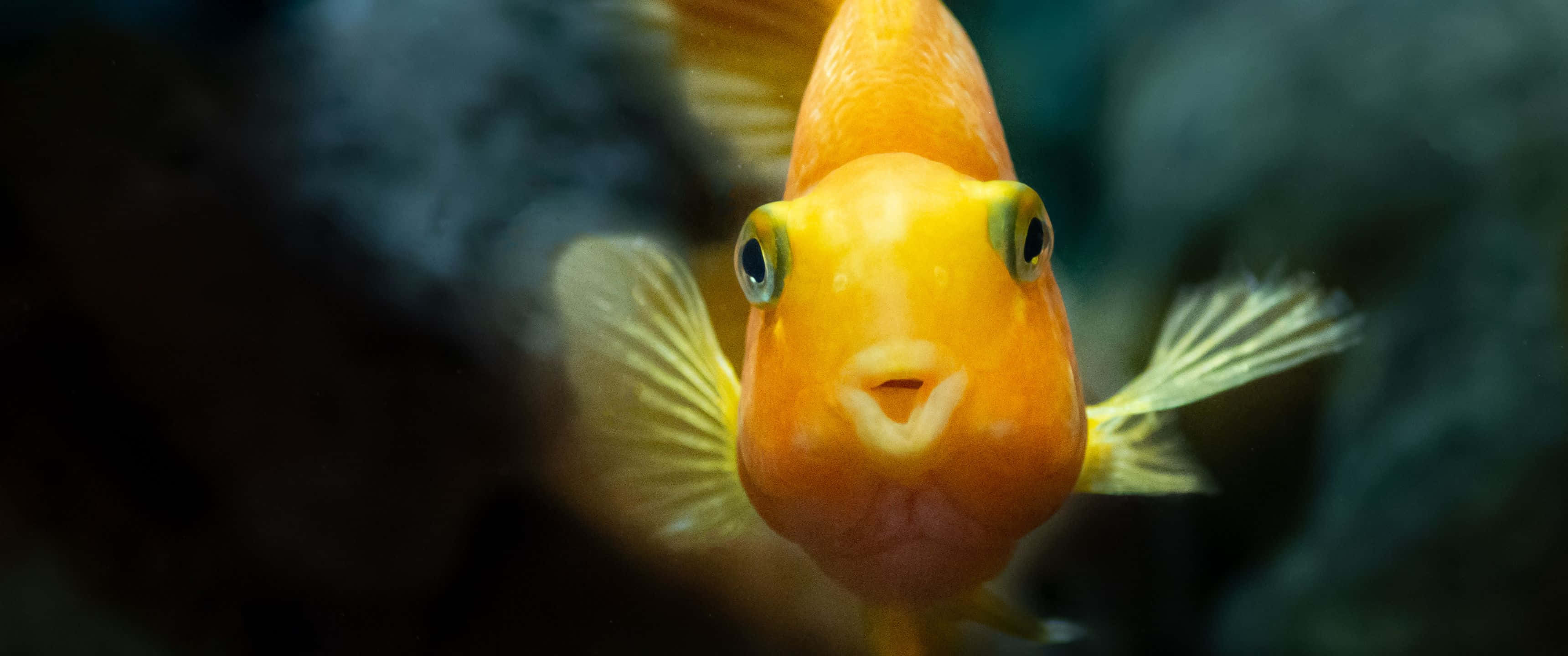 3440x1440, Animal, yellow, 2K Desktop Wallpaper