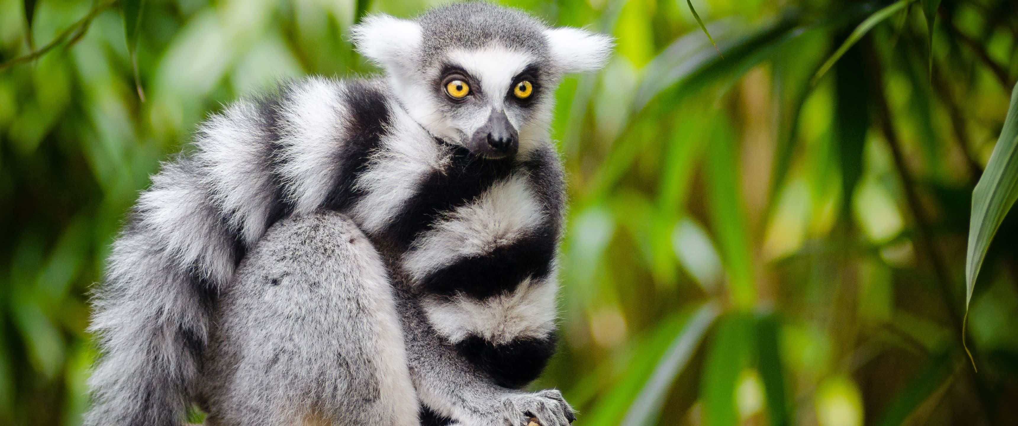 ring-tailed lemur, yellow eyes, black white fur, 2K Desktop Wallpaper