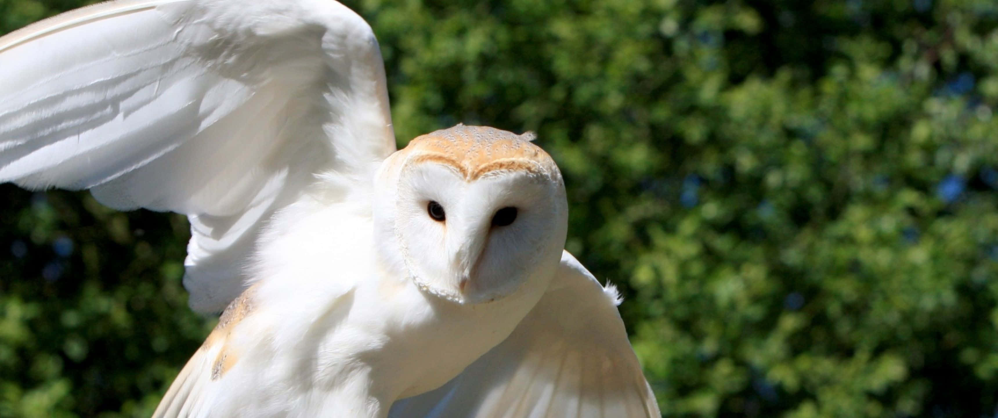 barn owl, white feathers, heart-shaped face, 2K Desktop Wallpaper