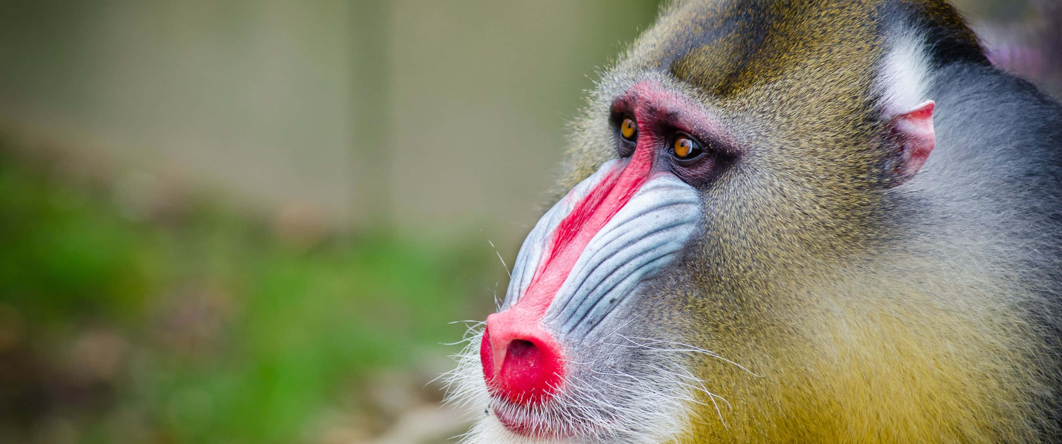 3440x1440, Animal, mandrill, 2K Desktop Wallpaper
