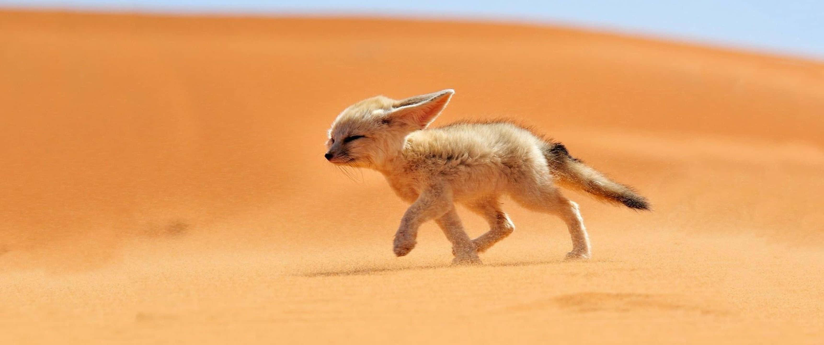 3440x1440, Animal, fennec fox pup, 2K Desktop Wallpaper