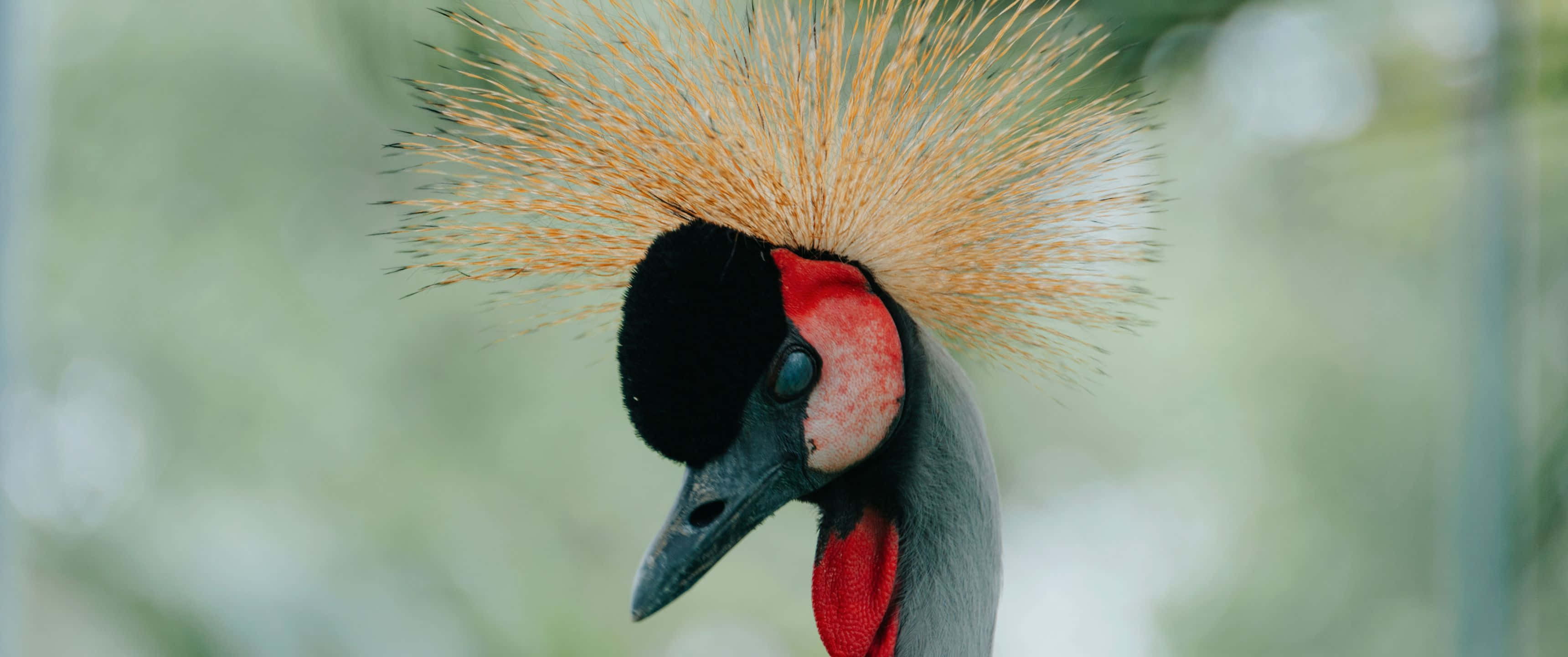 grey crowned crane, vibrant red throat, golden spiky crest, 2K Desktop Wallpaper
