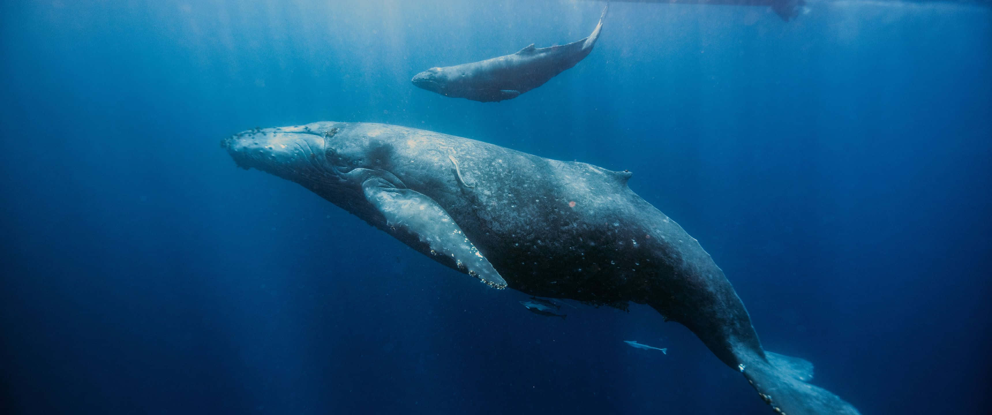 3440x1440, Animal, humpback whales, 2K Desktop Wallpaper