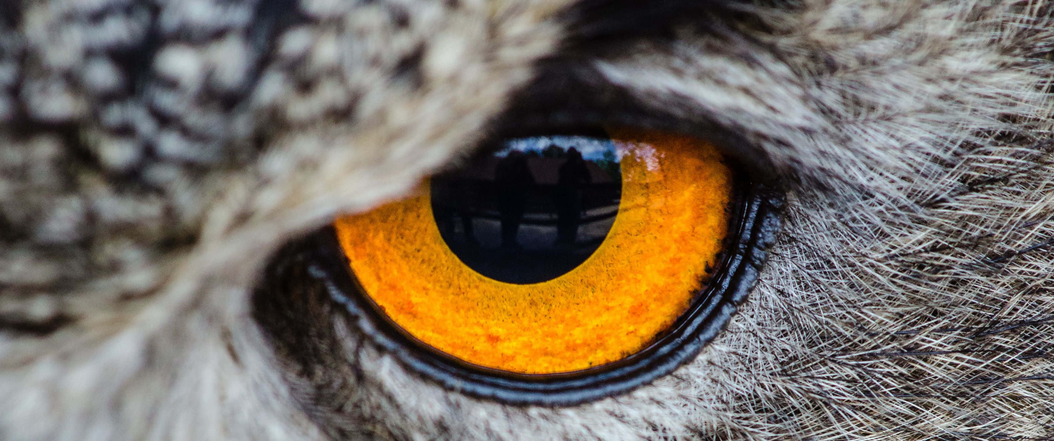 3440x1440, Animal, yellow owl eye, 2K Desktop Wallpaper