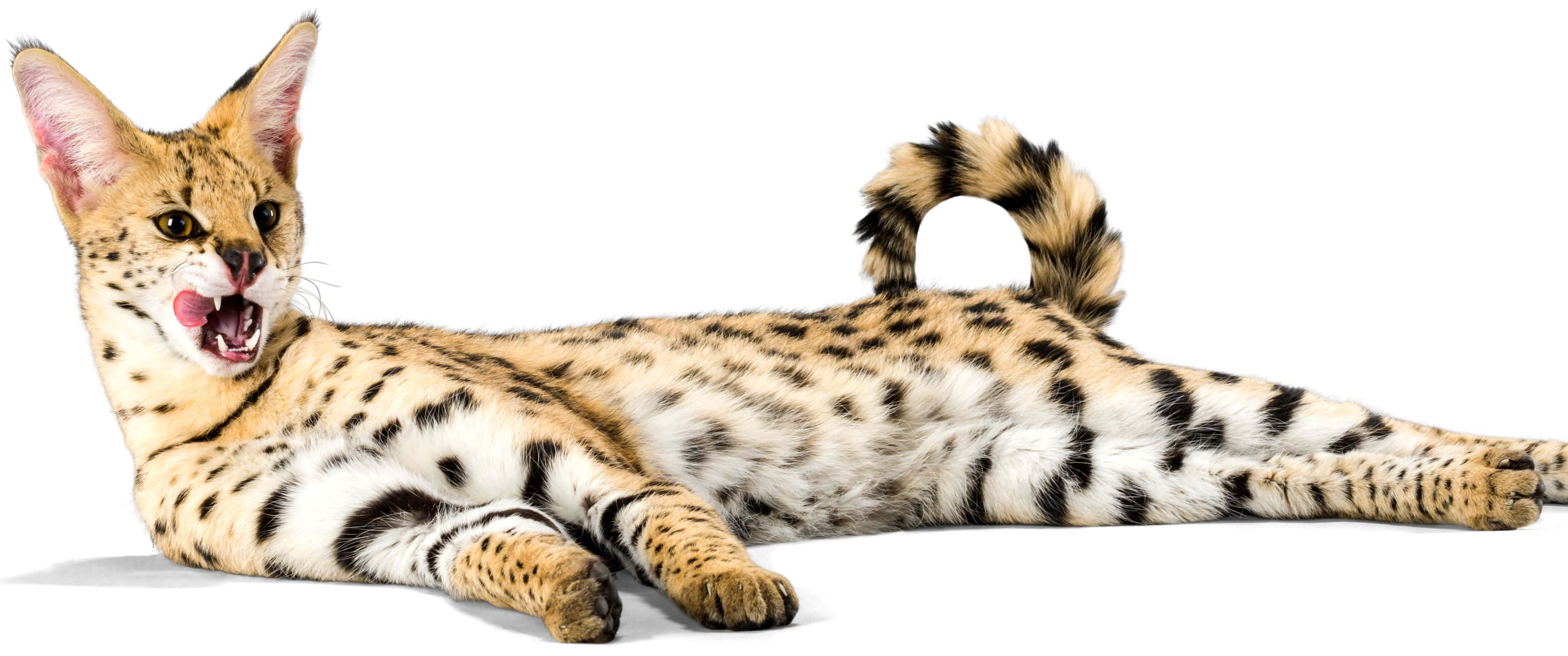 3440x1440, Animal, spotty serval cat, 2K Desktop Wallpaper