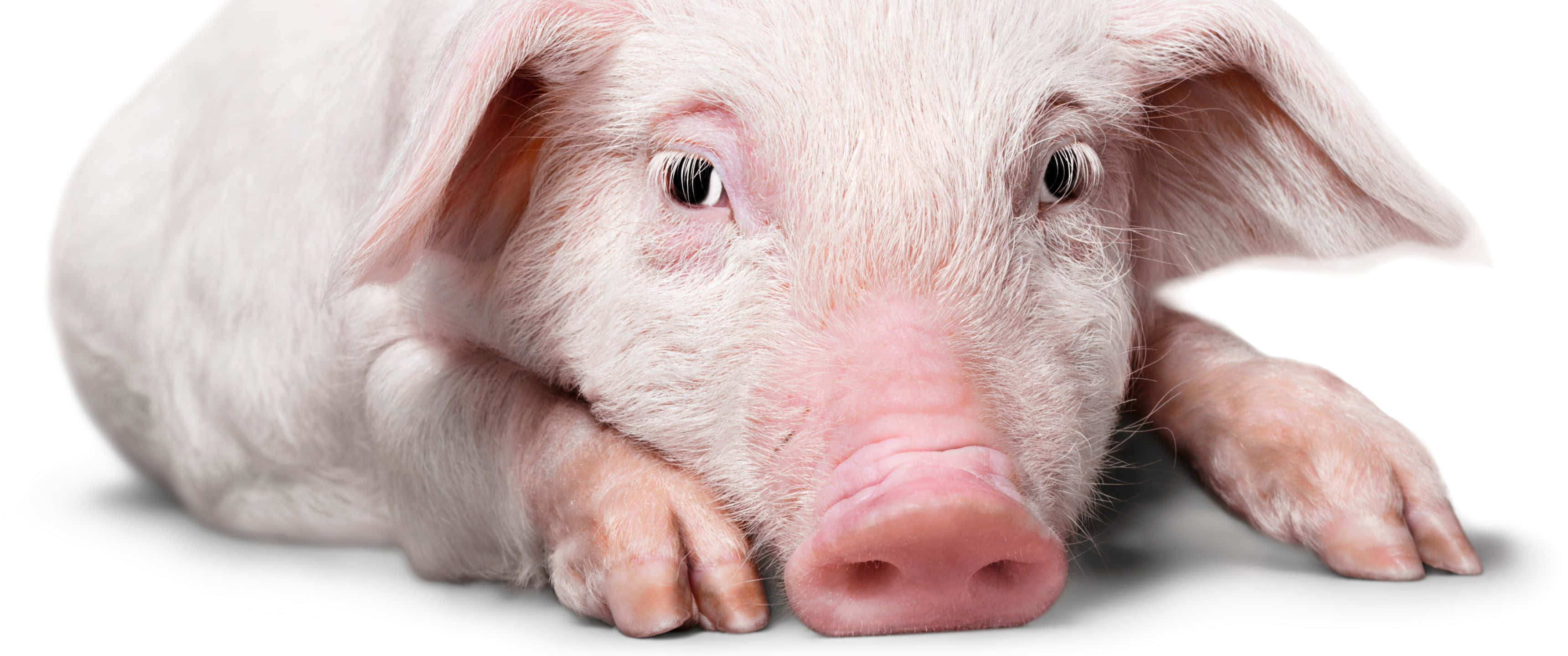 pink piglet, resting its head on paws, stark white background, 2K Desktop Wallpaper