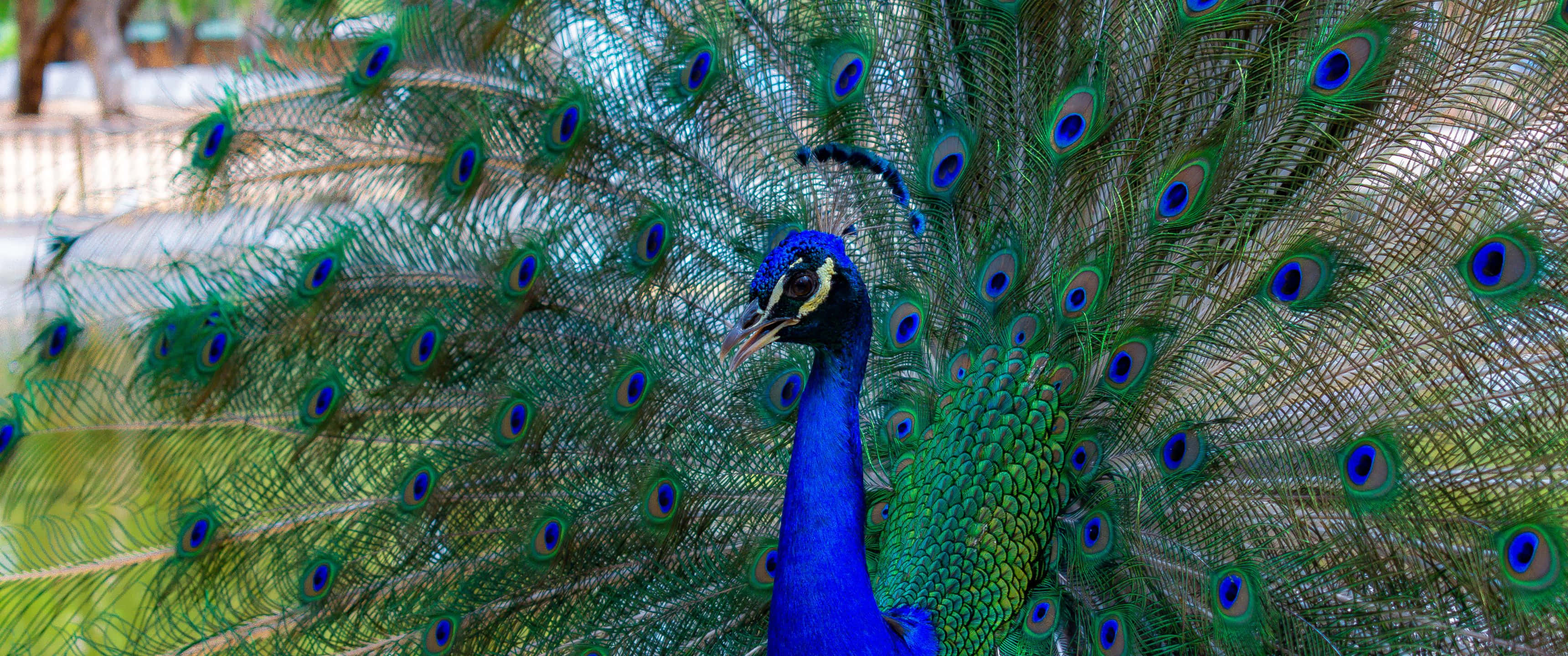 3440x1440, Animal, blue peafowl, 2K Desktop Wallpaper